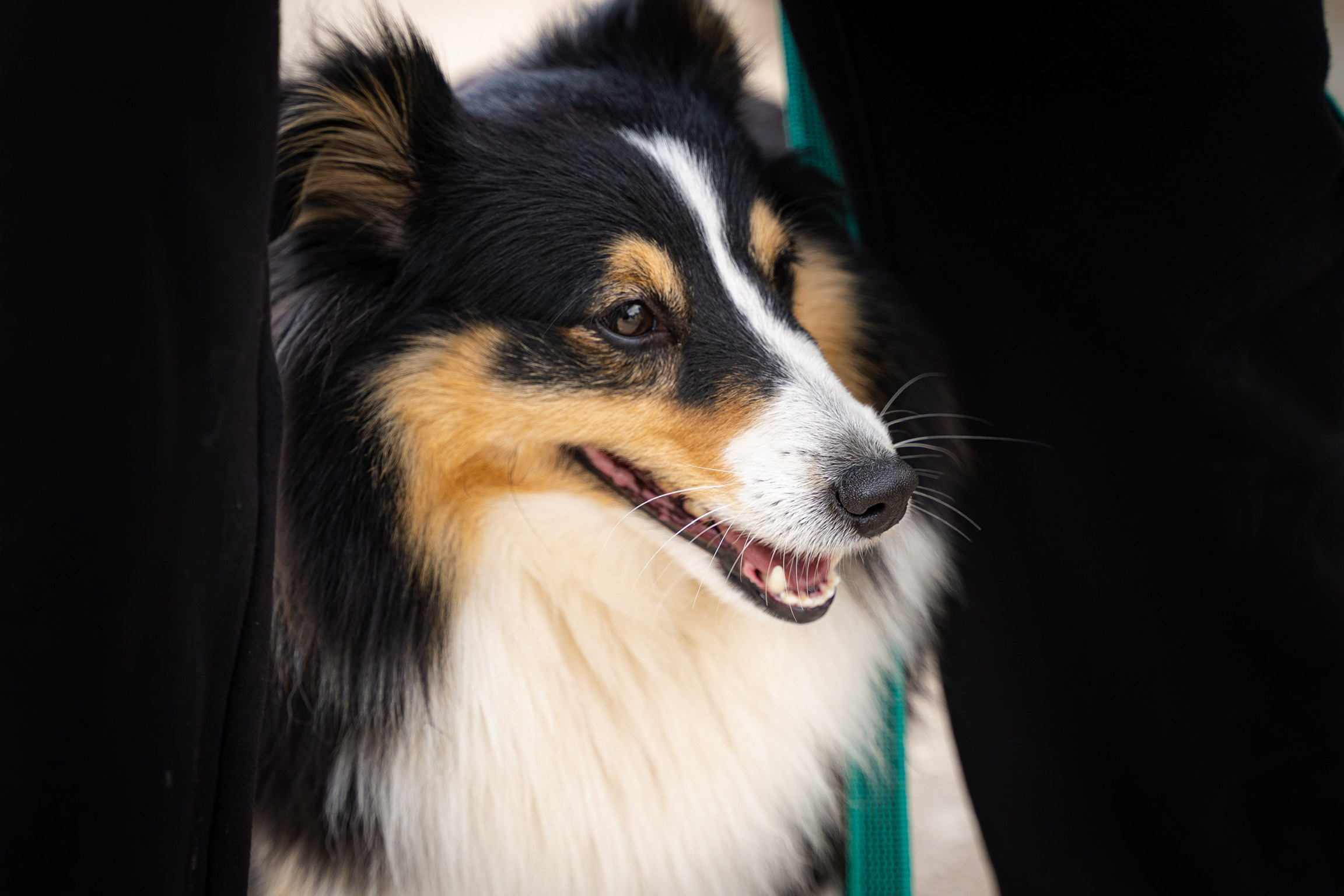 Анастасия. Кинолог, фотопрогулка. Анастасия Дунаева. Фотограф в Севастополе