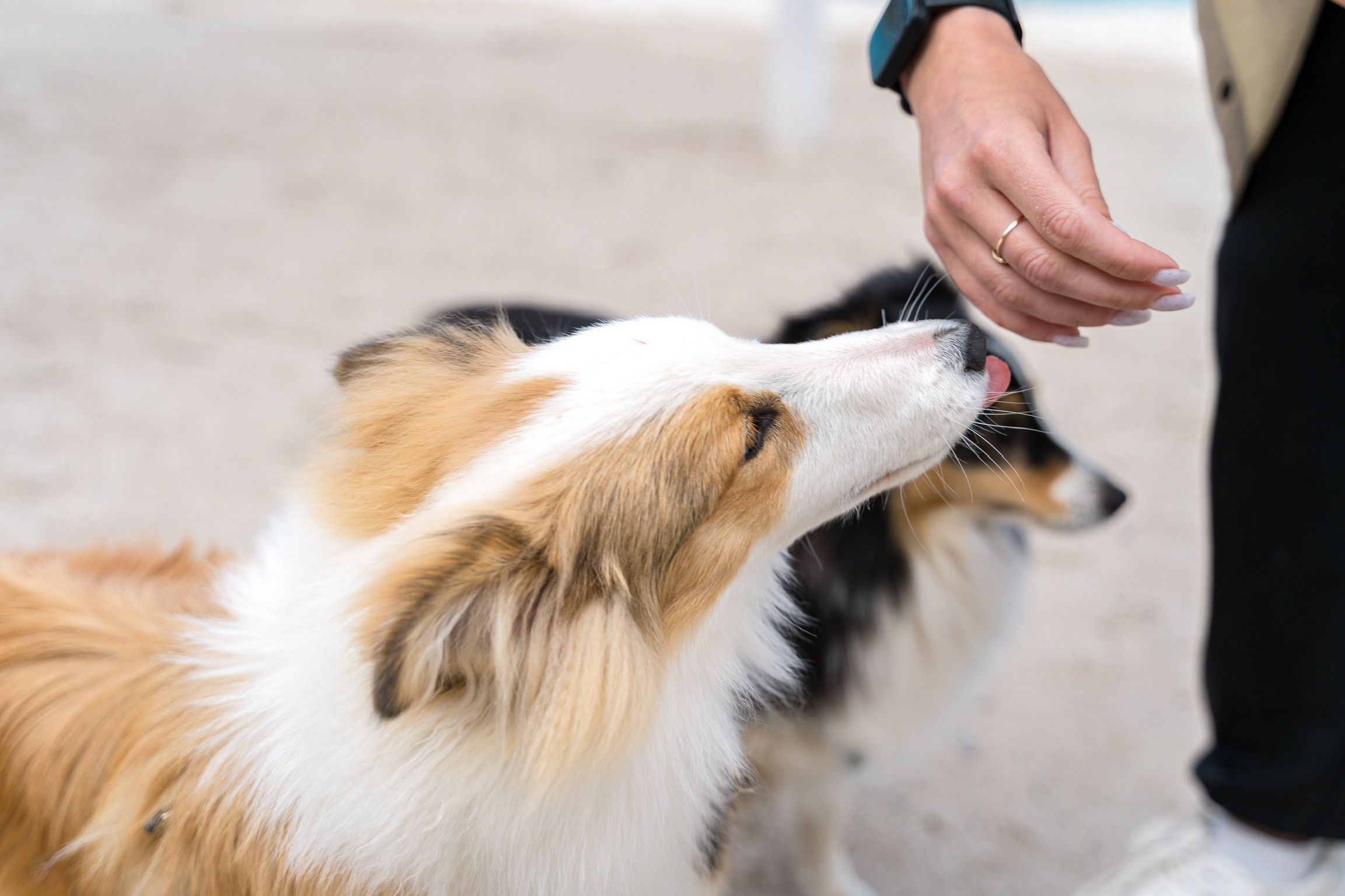 Анастасия. Кинолог, фотопрогулка. Анастасия Дунаева. Фотограф в Севастополе