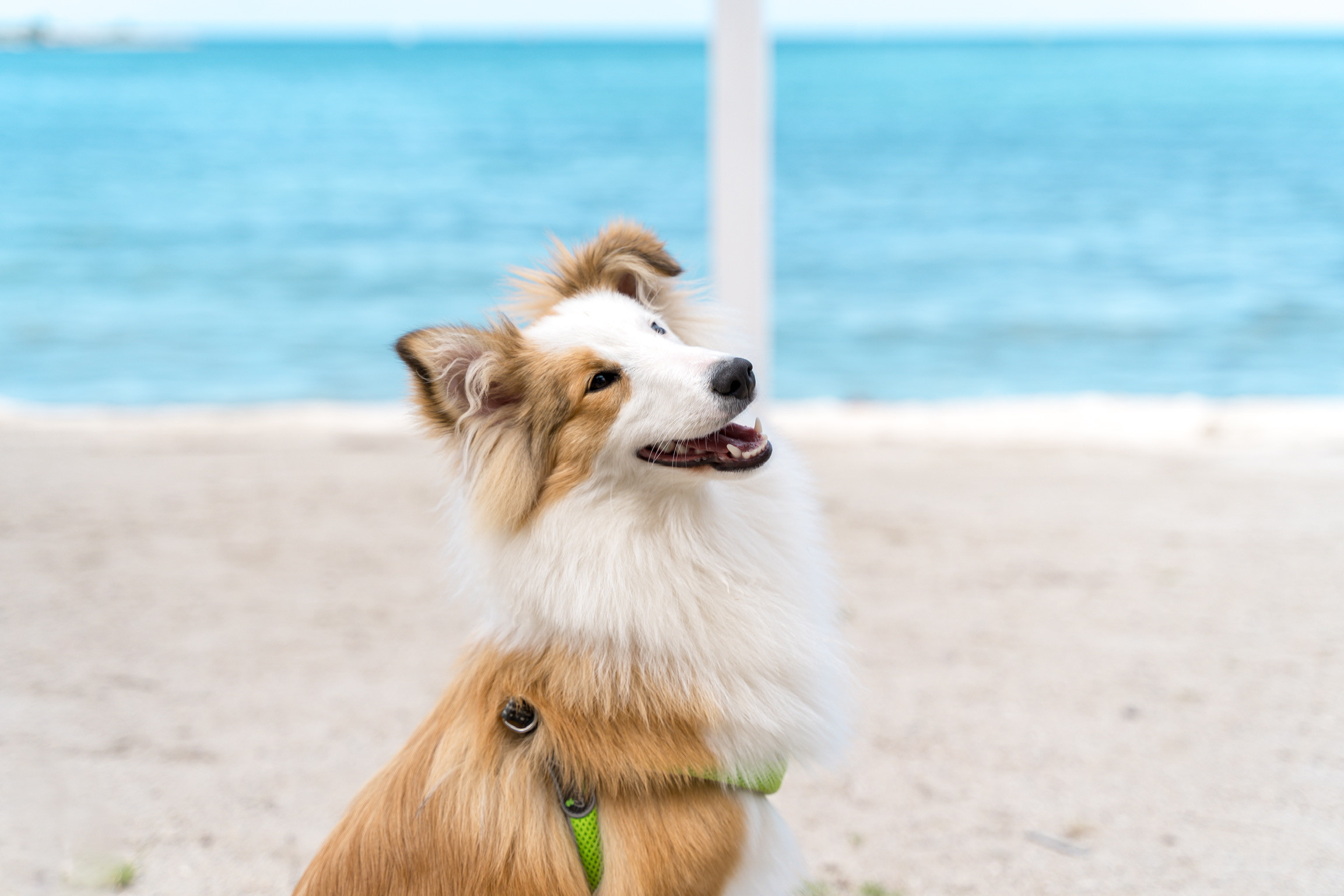 Анастасия. Кинолог, фотопрогулка. Анастасия Дунаева. Фотограф в Севастополе