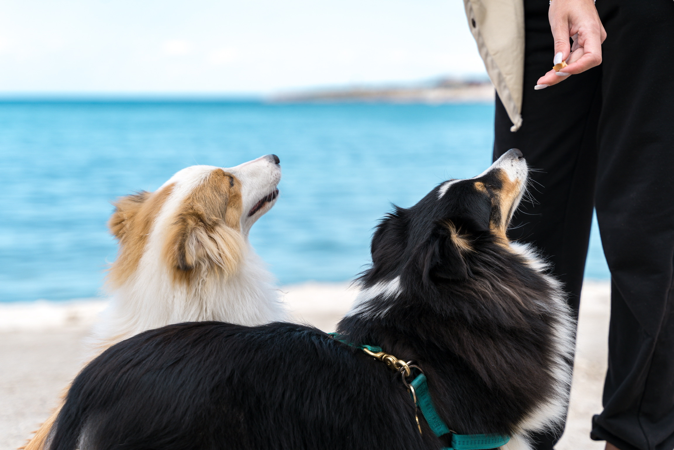 Анастасия. Кинолог, фотопрогулка. Анастасия Дунаева. Фотограф в Севастополе
