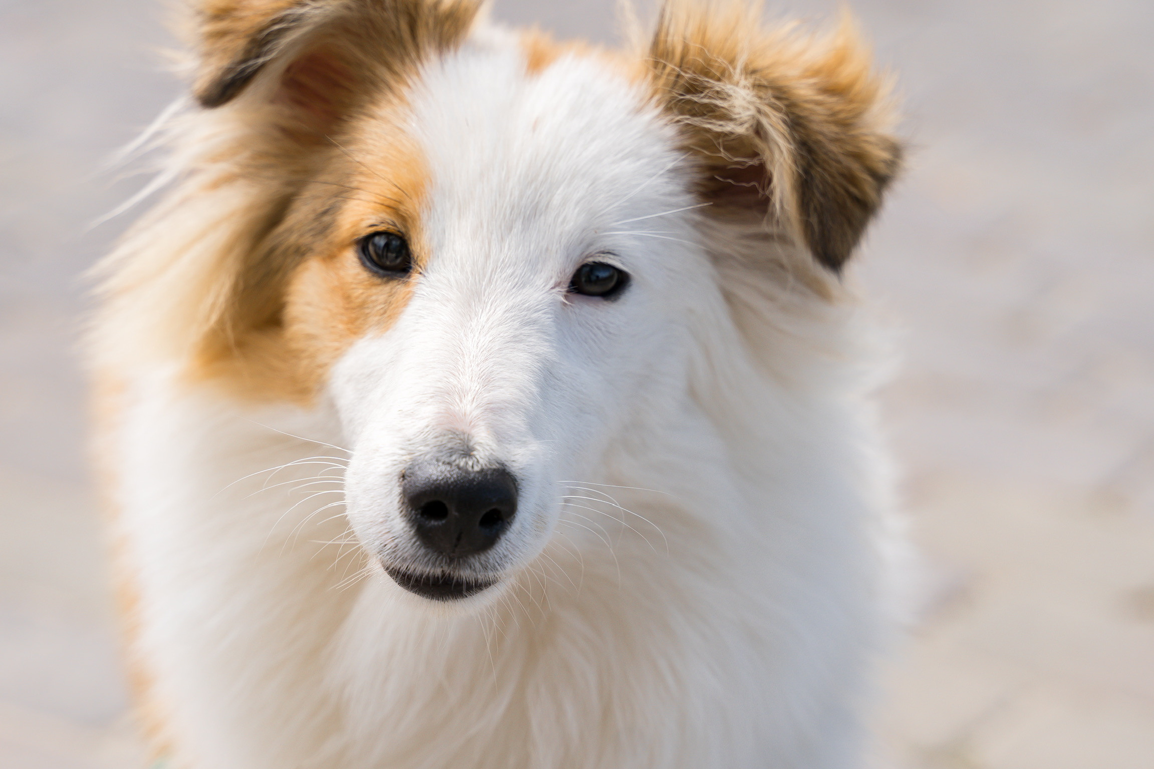 Анастасия. Кинолог, фотопрогулка. Анастасия Дунаева. Фотограф в Севастополе