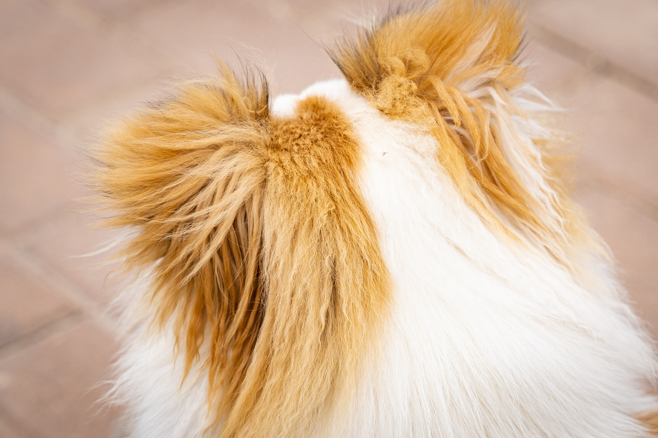 Анастасия. Кинолог, фотопрогулка. Анастасия Дунаева. Фотограф в Севастополе