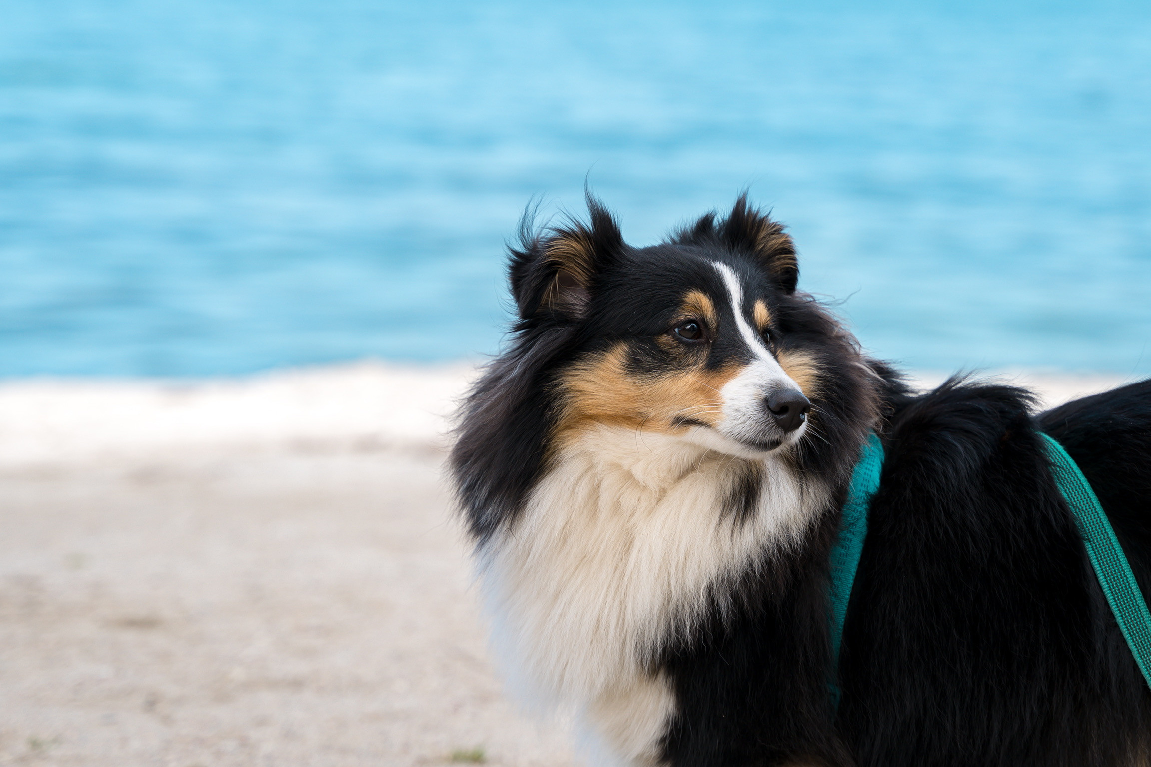Анастасия. Кинолог, фотопрогулка. Анастасия Дунаева. Фотограф в Севастополе