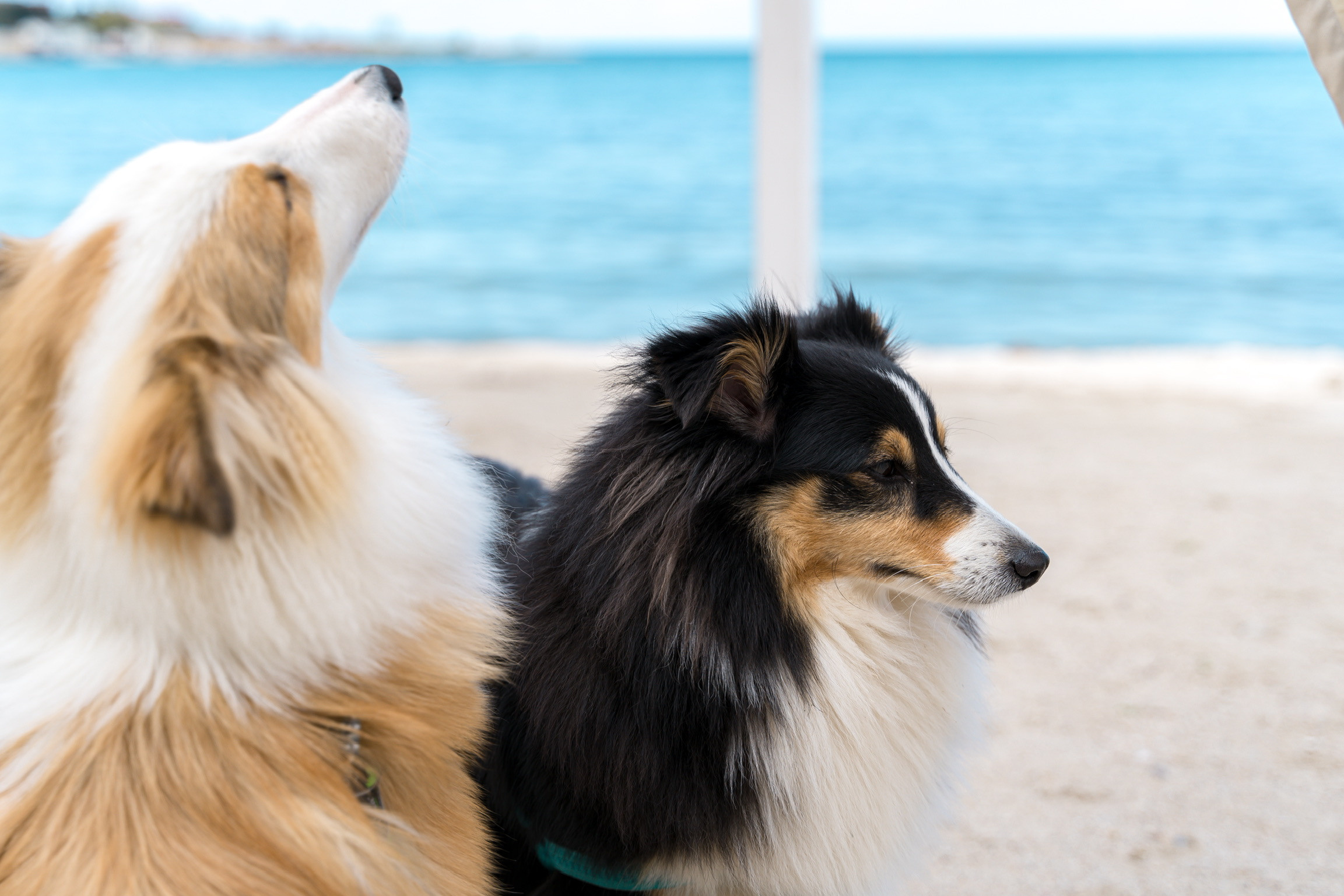 Анастасия. Кинолог, фотопрогулка. Анастасия Дунаева. Фотограф в Севастополе