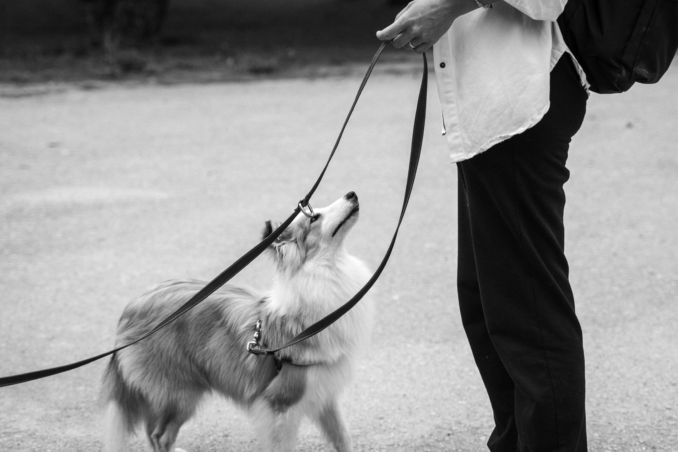 Анастасия. Кинолог, фотопрогулка. Анастасия Дунаева. Фотограф в Севастополе