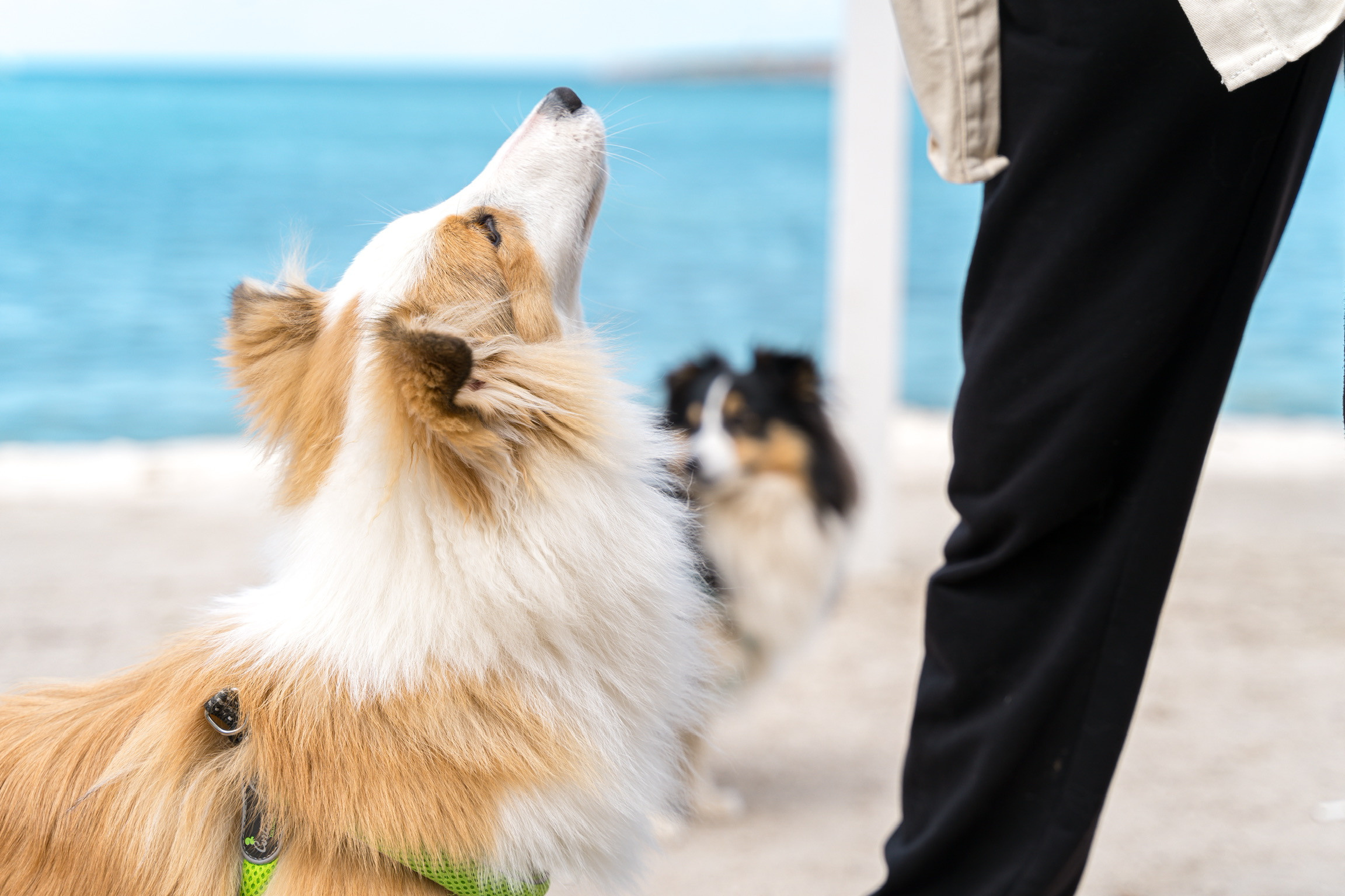 Анастасия. Кинолог, фотопрогулка. Анастасия Дунаева. Фотограф в Севастополе