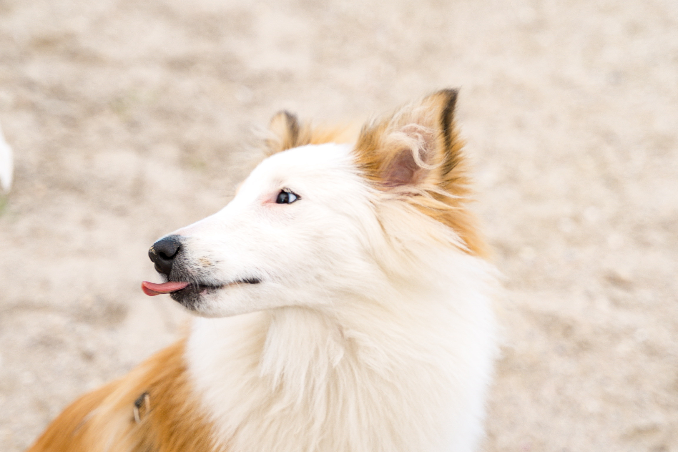 Анастасия. Кинолог, фотопрогулка. Анастасия Дунаева. Фотограф в Севастополе
