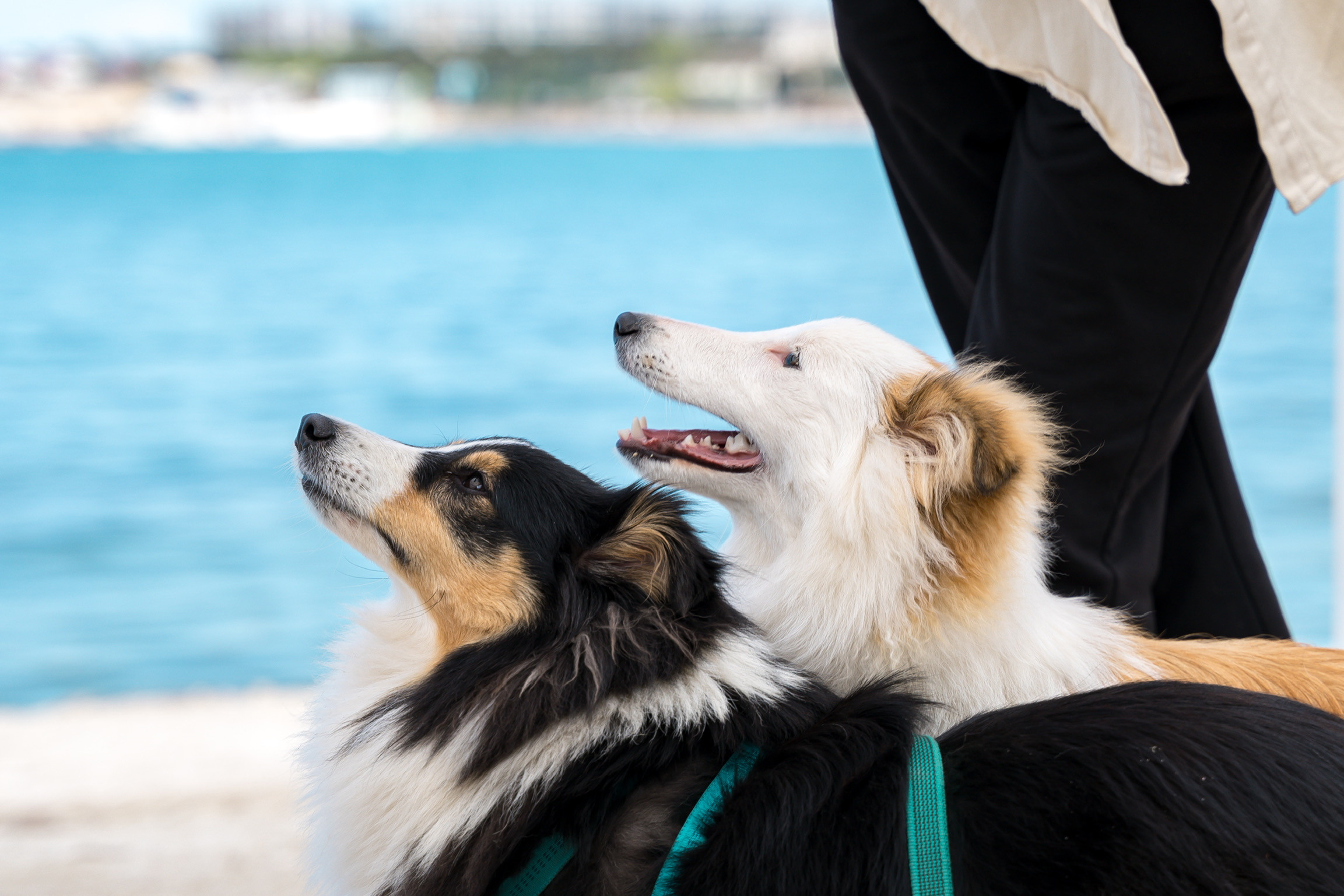 Анастасия. Кинолог, фотопрогулка. Анастасия Дунаева. Фотограф в Севастополе