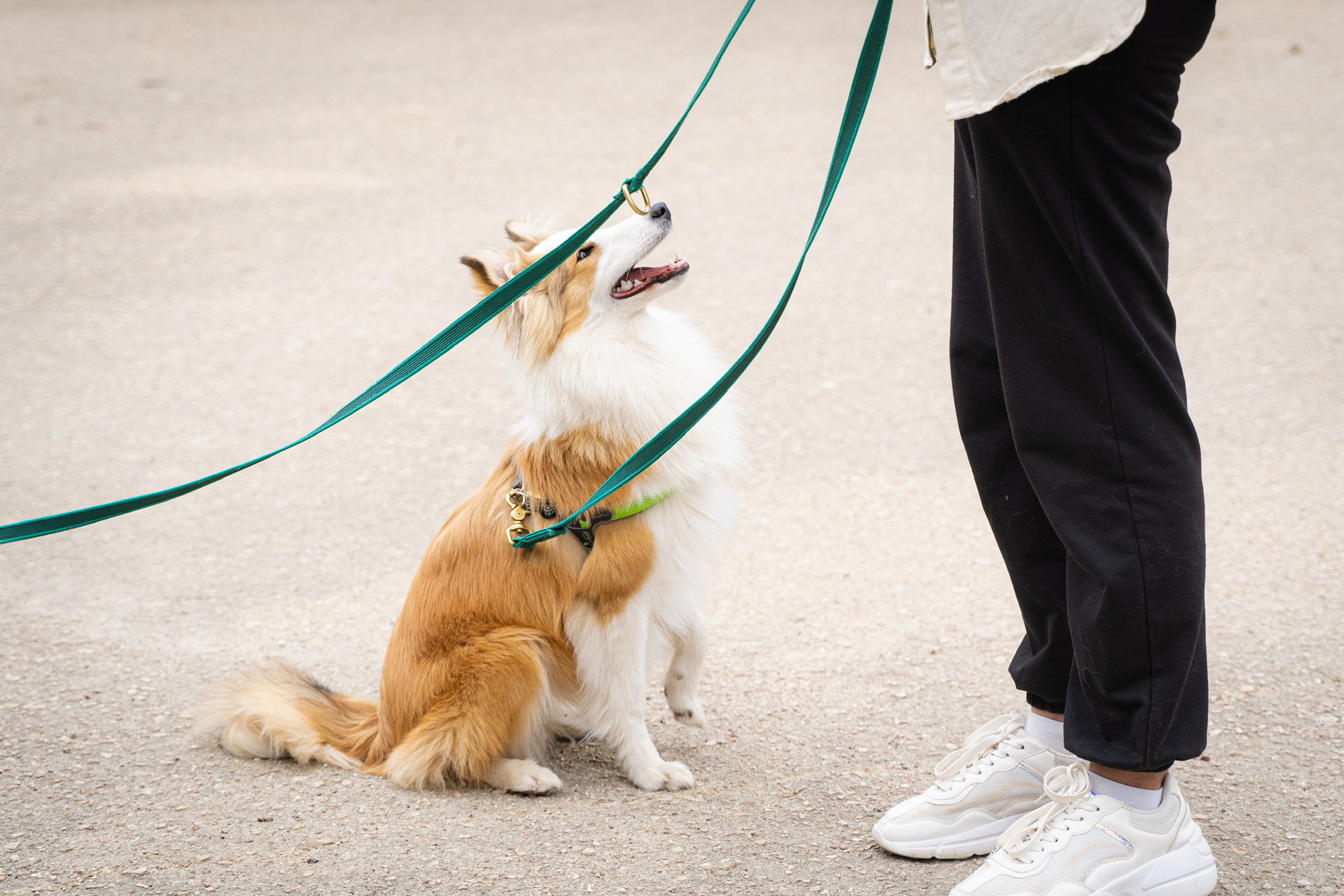 Анастасия. Кинолог, фотопрогулка. Анастасия Дунаева. Фотограф в Севастополе