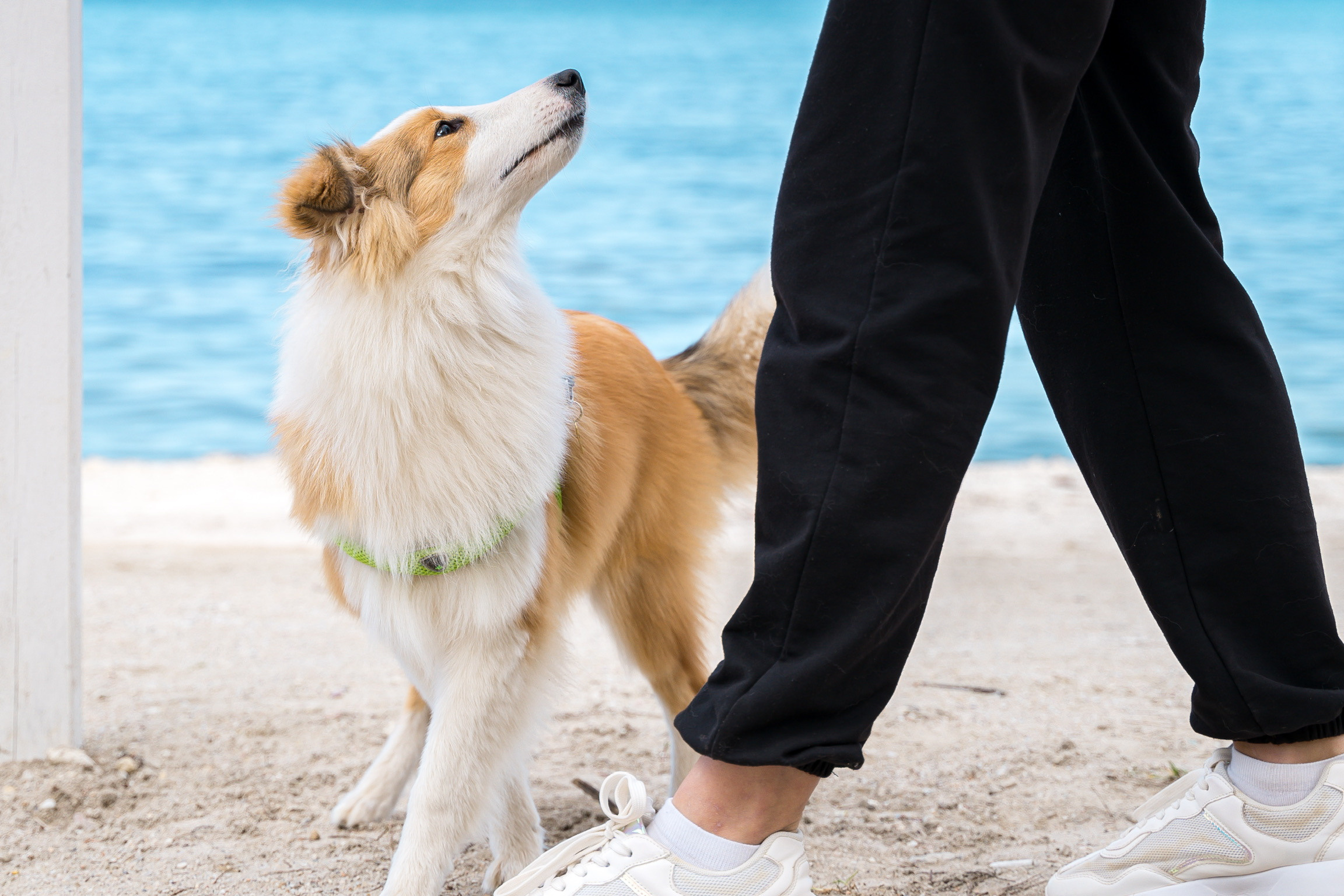 Анастасия. Кинолог, фотопрогулка. Анастасия Дунаева. Фотограф в Севастополе