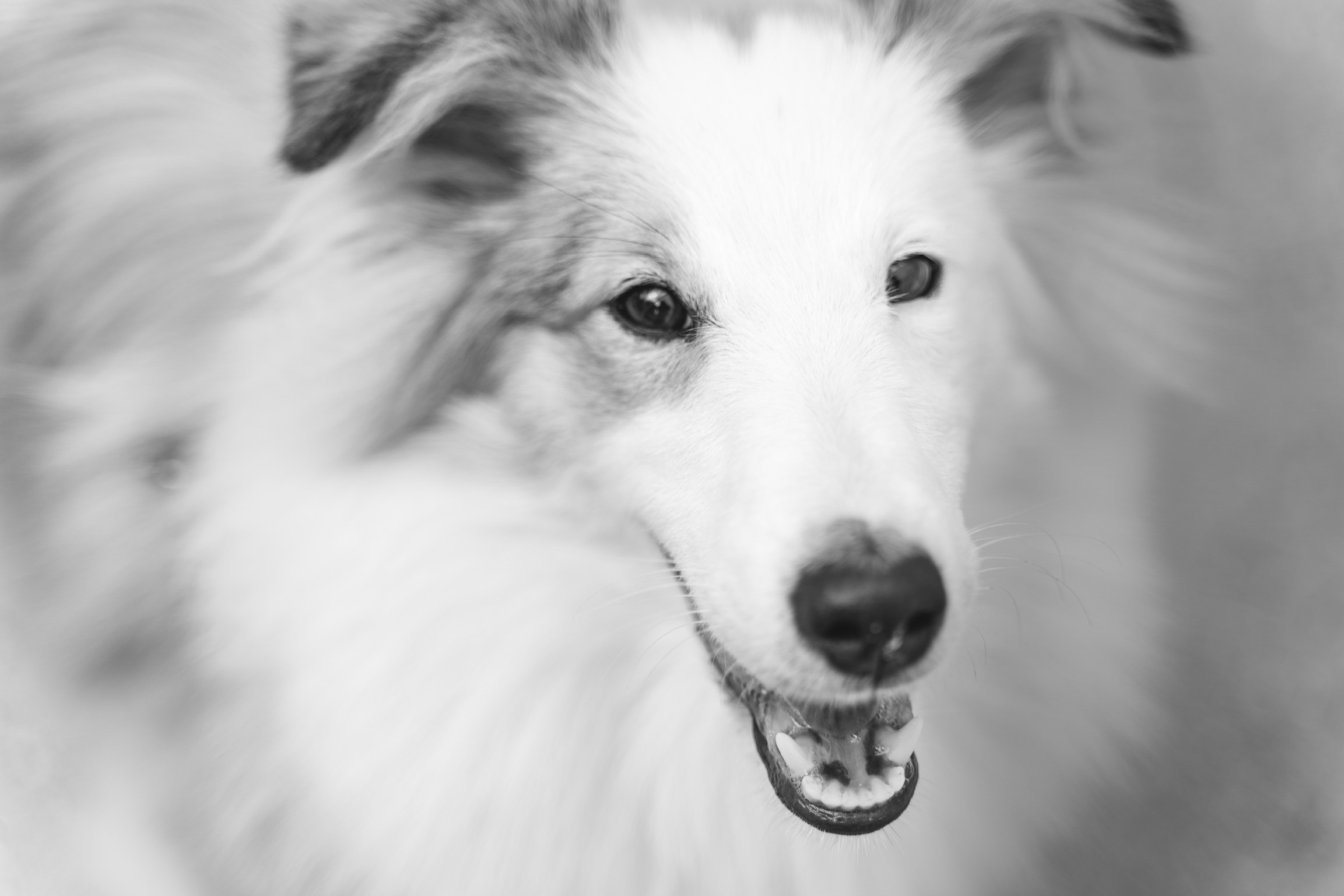 Анастасия. Кинолог, фотопрогулка. Анастасия Дунаева. Фотограф в Севастополе