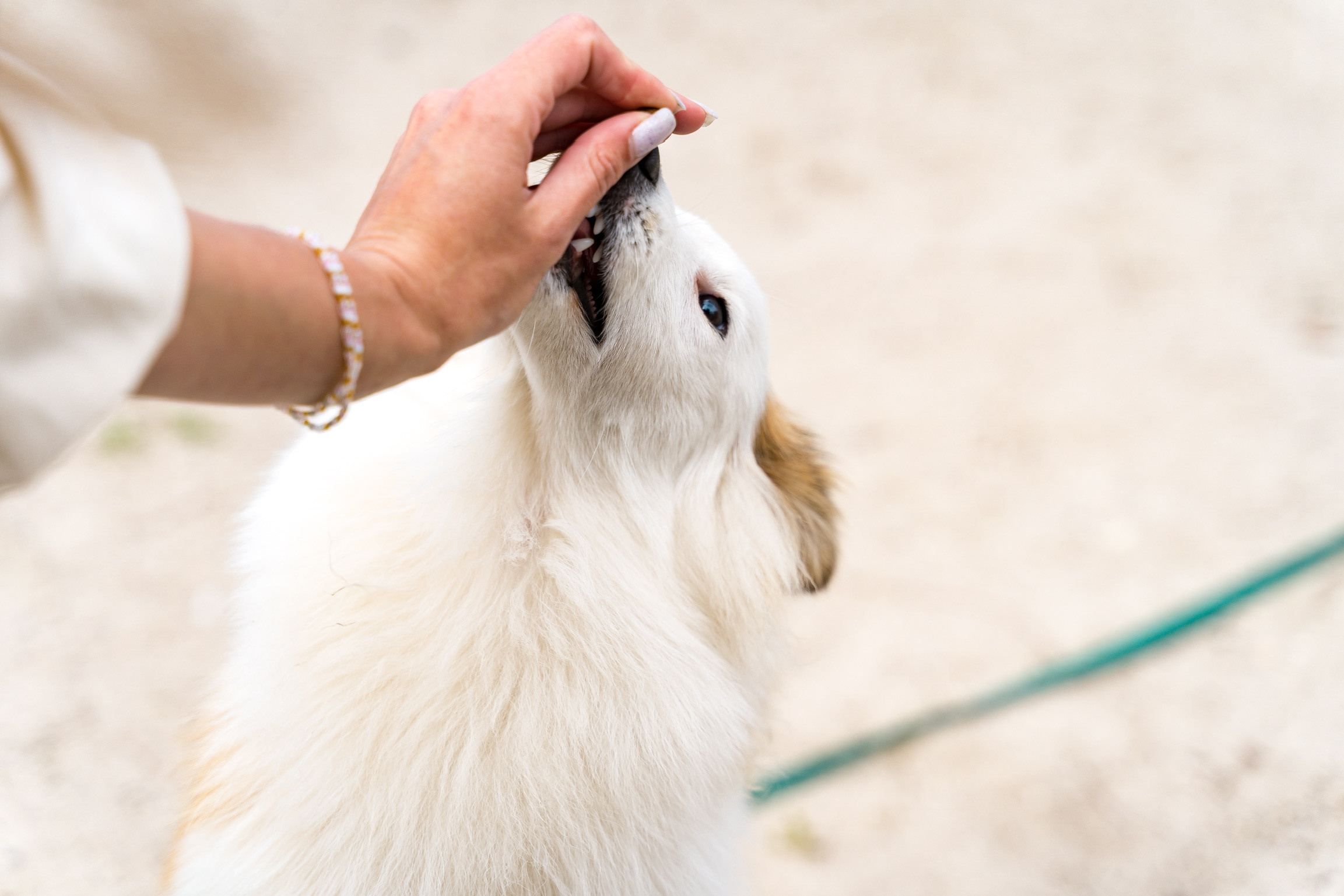 Анастасия. Кинолог, фотопрогулка. Анастасия Дунаева. Фотограф в Севастополе
