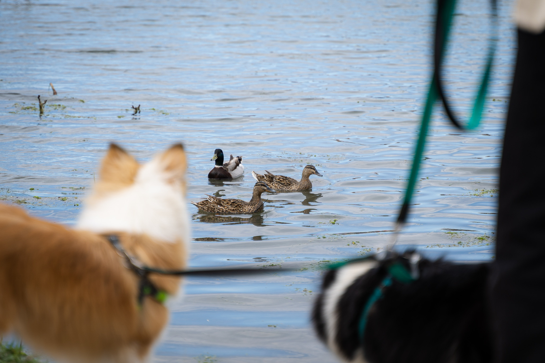 Анастасия. Кинолог, фотопрогулка. Анастасия Дунаева. Фотограф в Севастополе