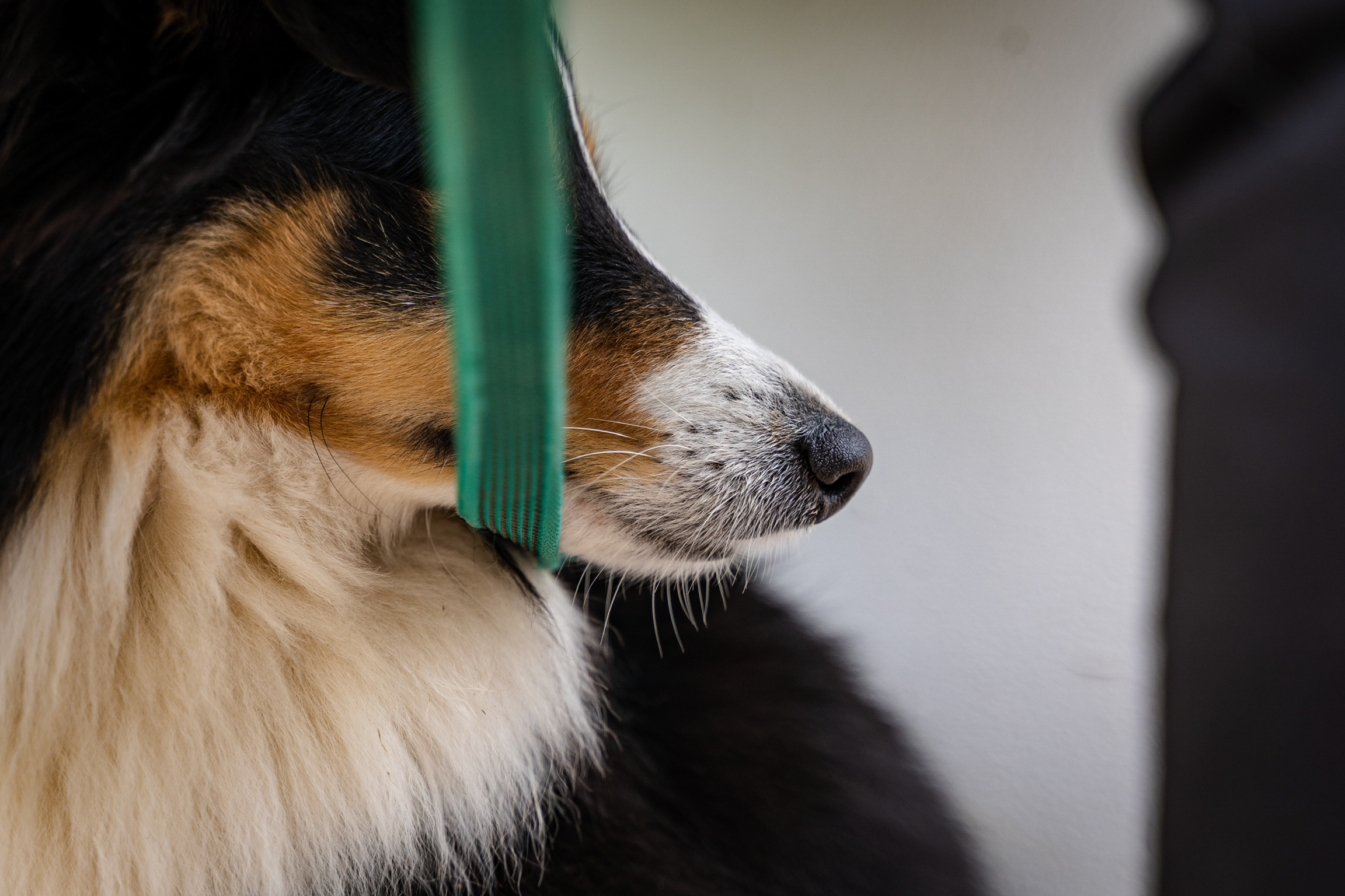 Анастасия. Кинолог, фотопрогулка. Анастасия Дунаева. Фотограф в Севастополе