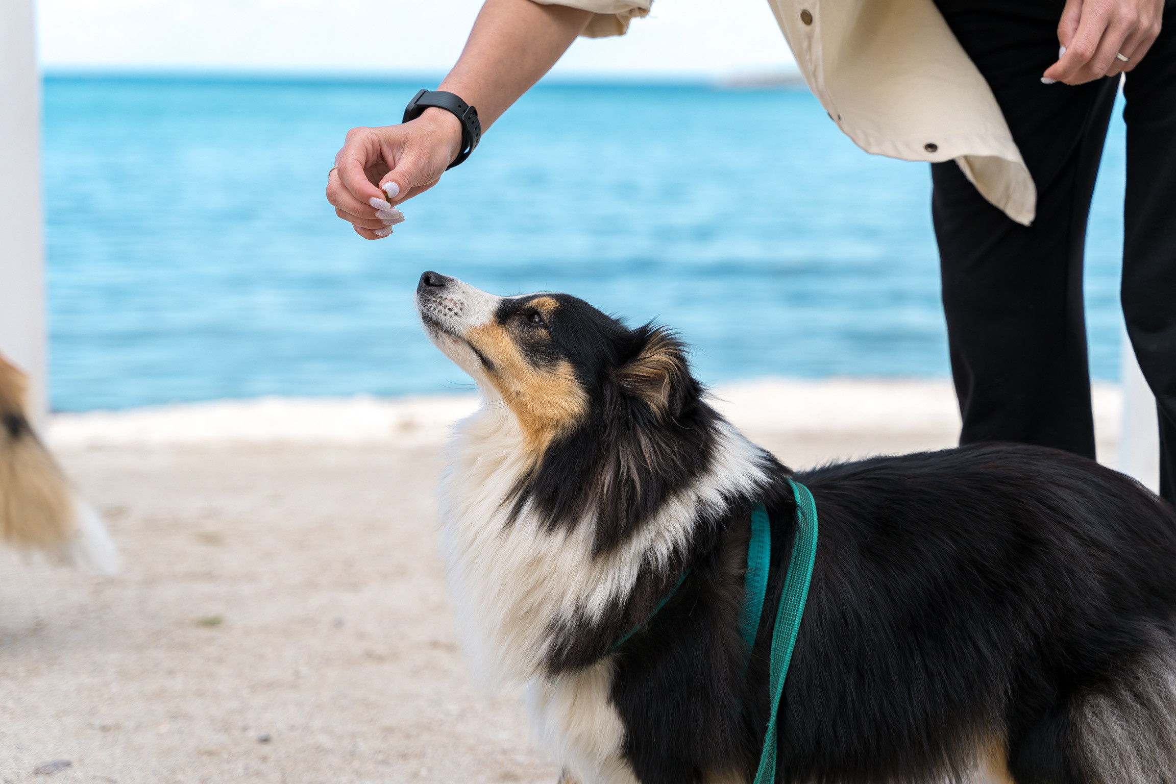 Анастасия. Кинолог, фотопрогулка. Анастасия Дунаева. Фотограф в Севастополе