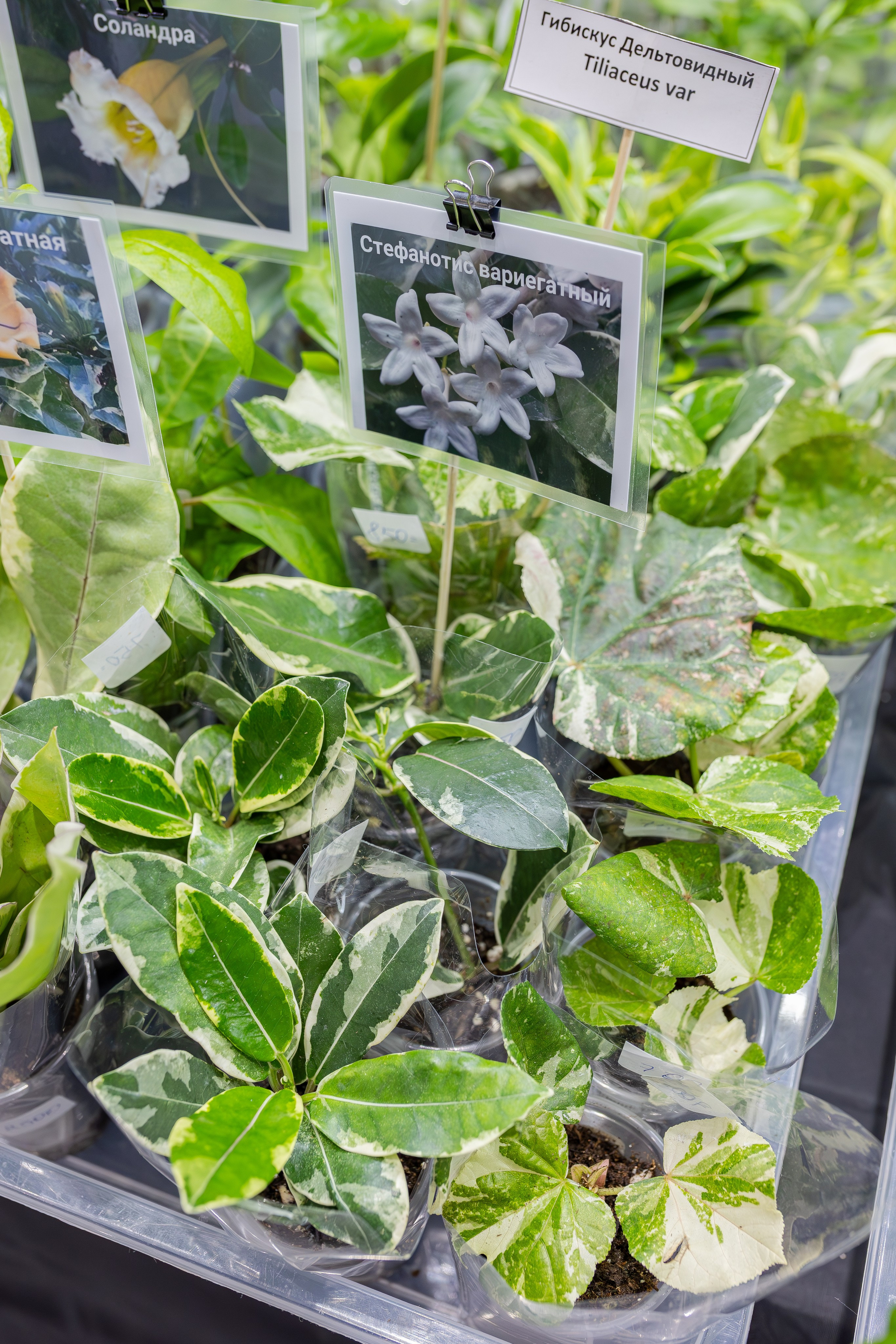 Монстериум апрель 2026. Александра Куликова фотограф, Москва