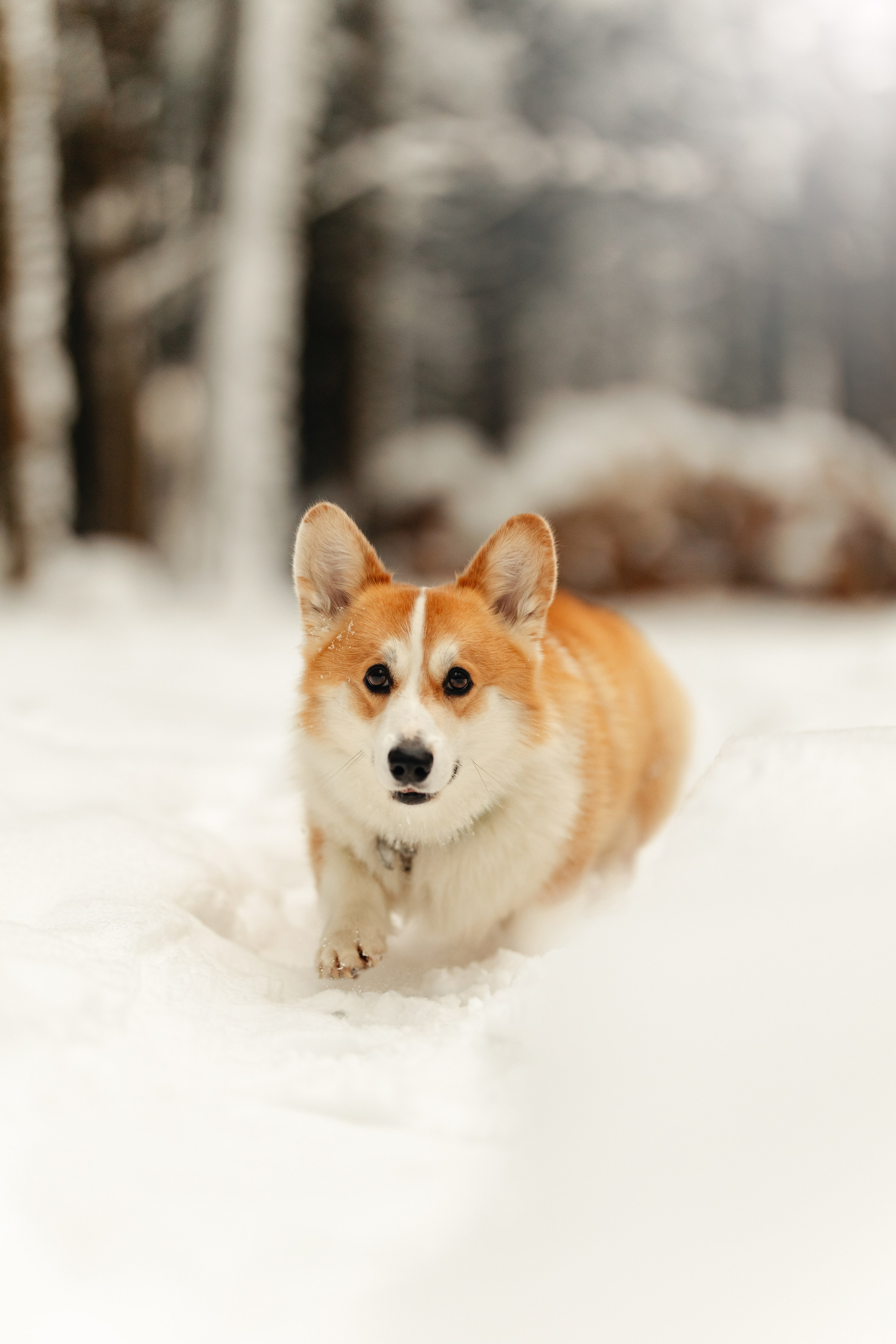 Ирина и малыш Бакс. Ирина Бешляга. Фотограф в Москве и по всей России