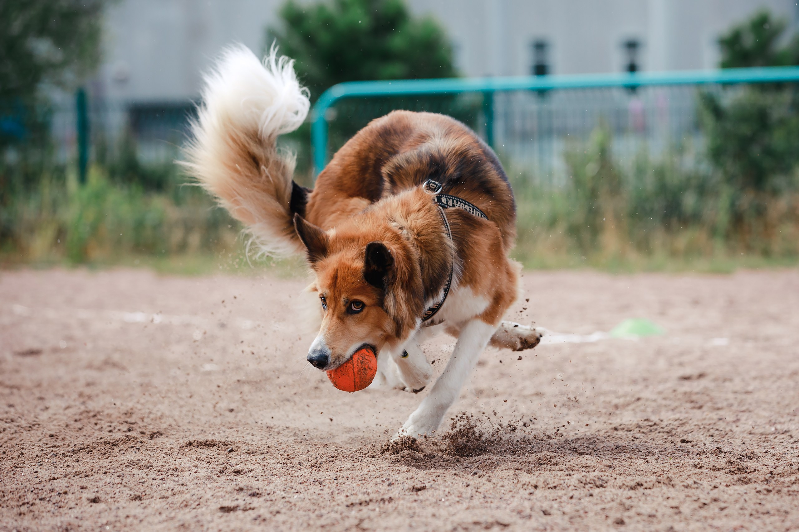 Питч&Гоу + веселые старты. Фотограф-анималист Mary Mart — Москва, Питер