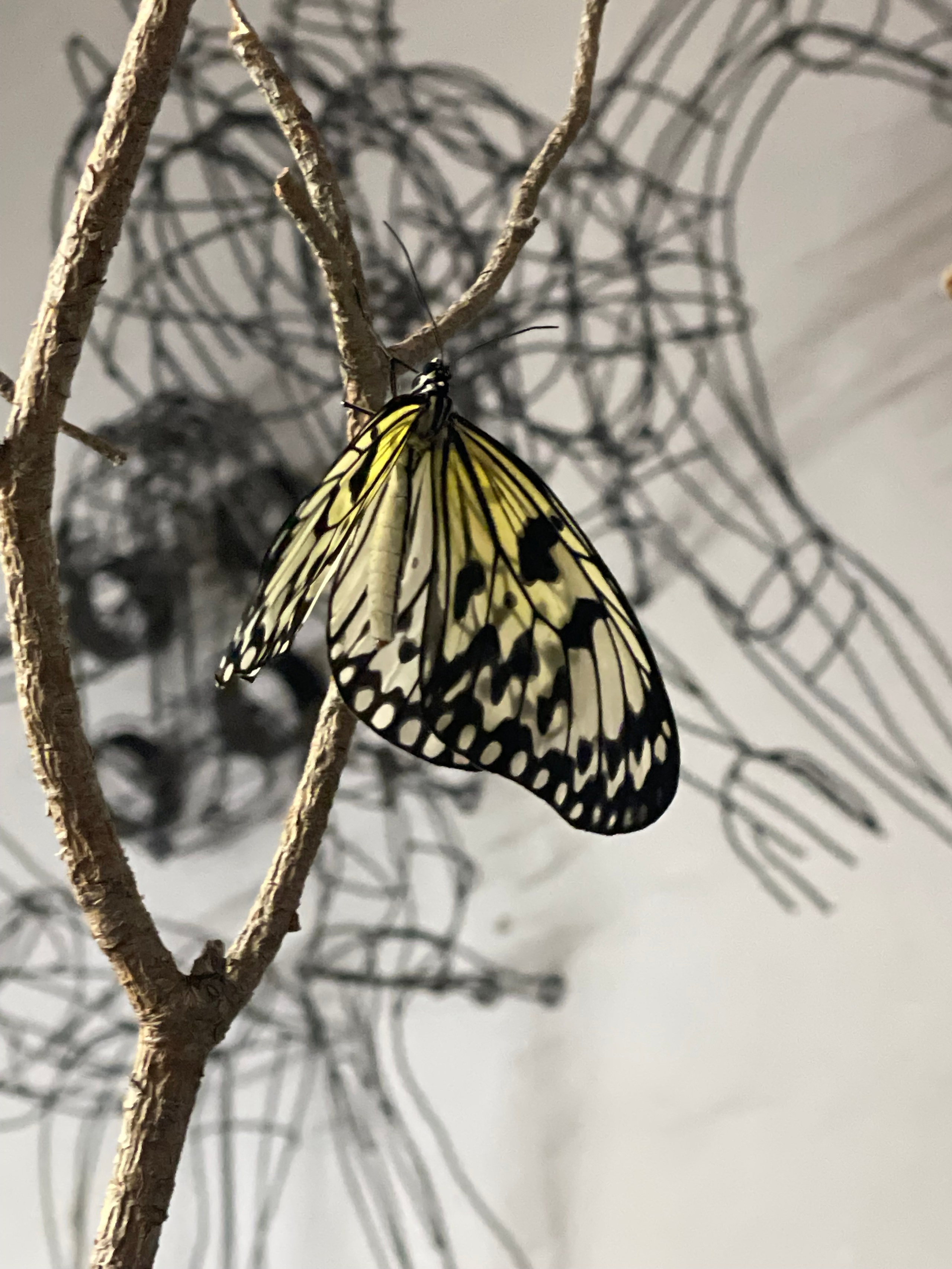 Chrysalis _2024. Художник — скульптор Антонина Фатхуллина