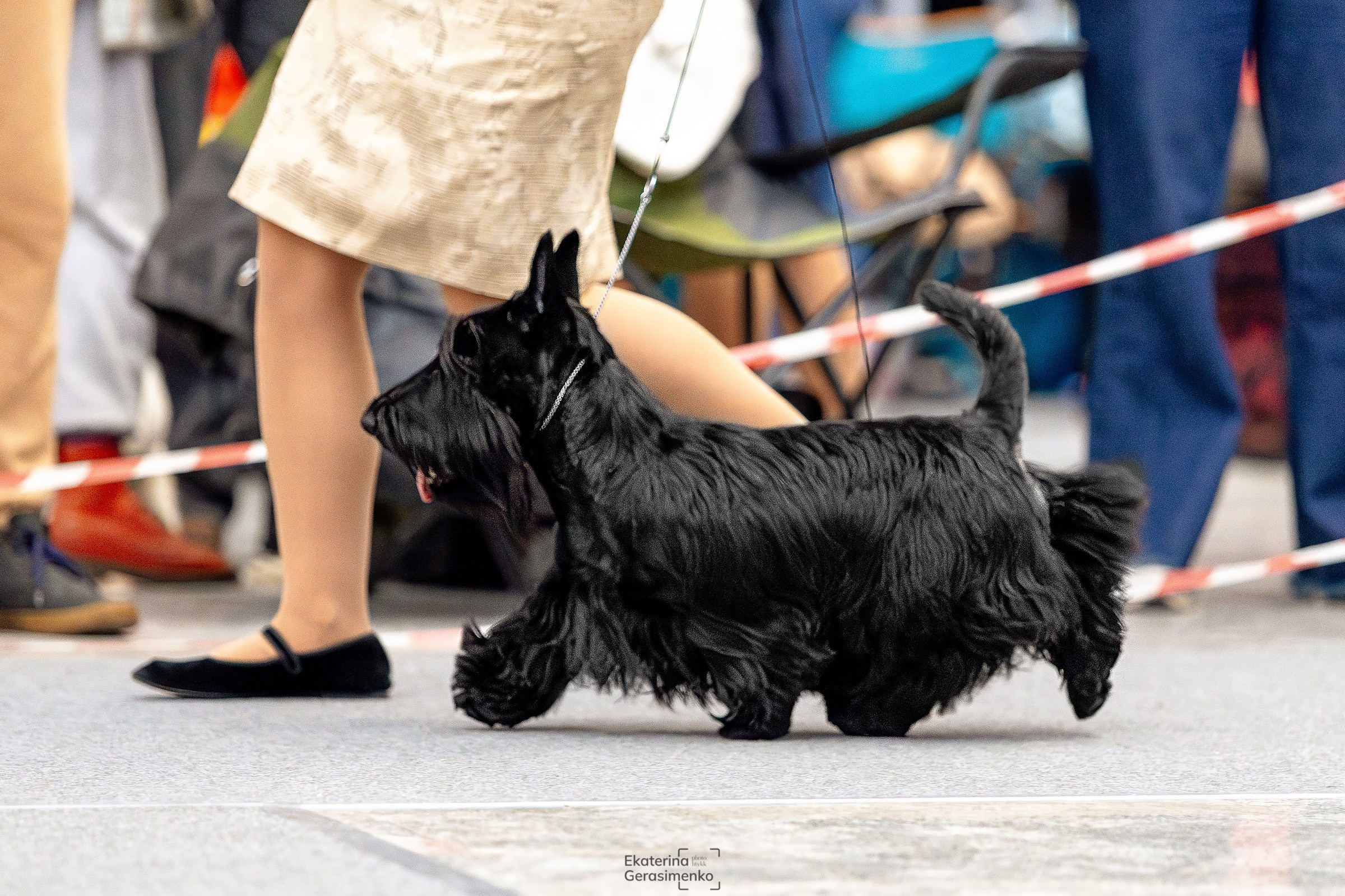 18 января 2025, Выставка РКФ, г. Пермь. Htykk_photo