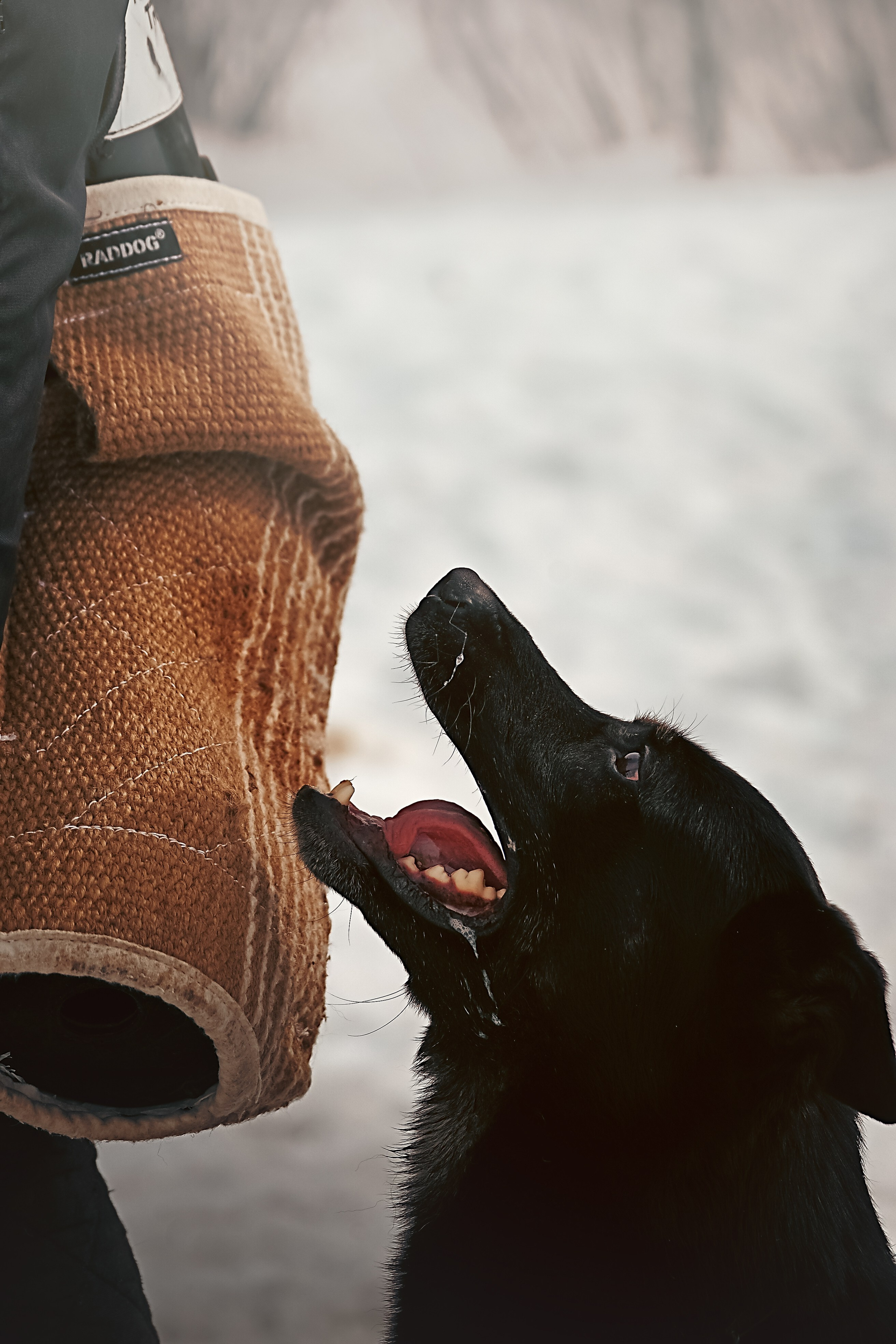 Репортажная съемка. Фотограф-анималист Нижний Новгород