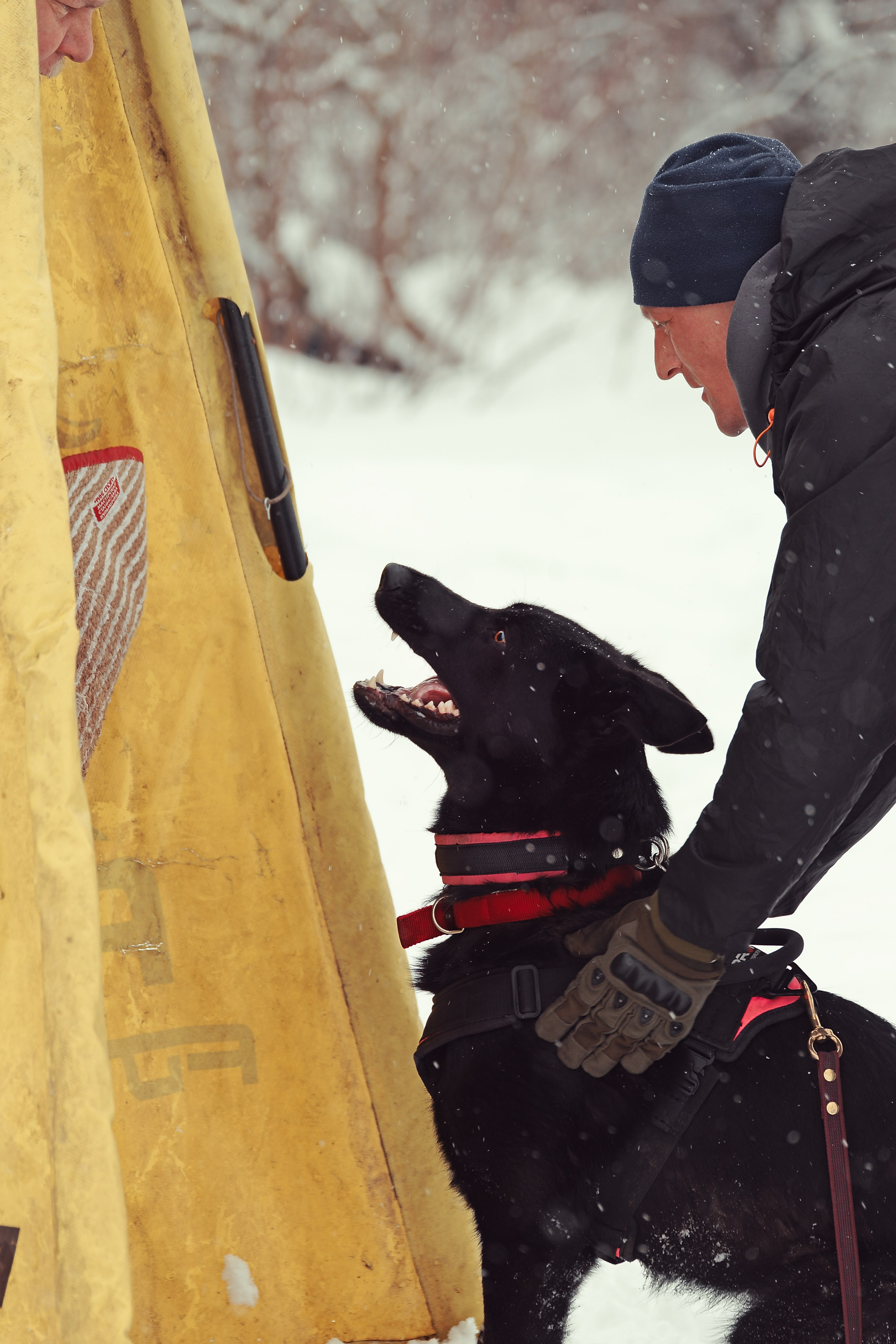 Репортажная съемка. Фотограф-анималист Нижний Новгород