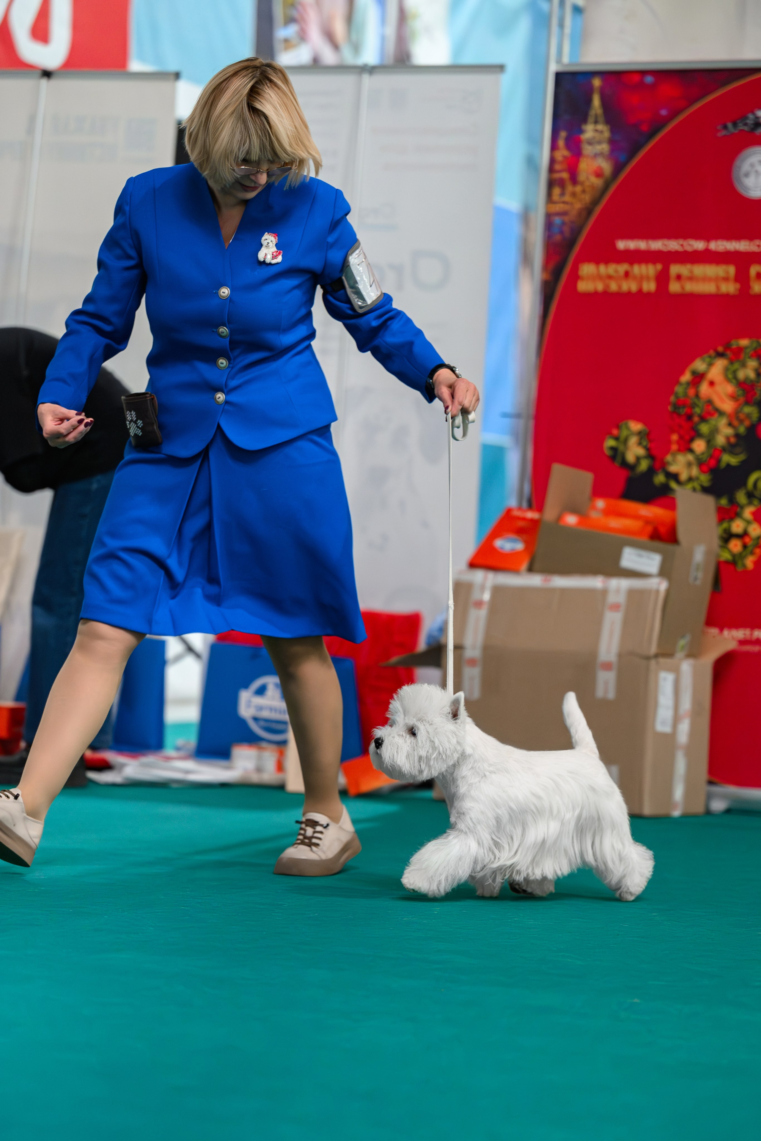 Бьянка. Питомник собак породы вест хайленд вайт терьер в Москве