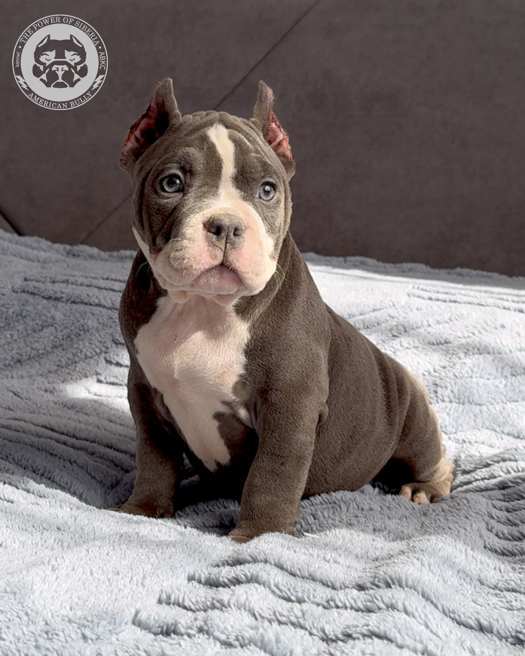 29.12.25-Терри-Локо. Американский Булли в г. Ростов-на-Дону. Питомник THE POWER OF SIBERIA