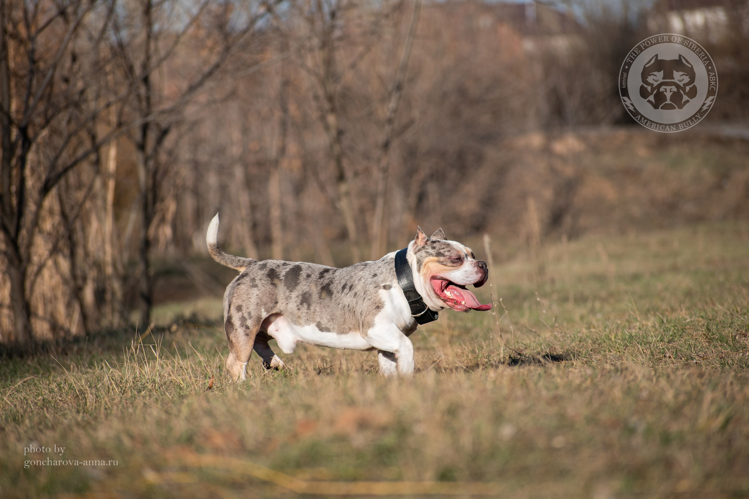 продажа щенков American Bully в Минске