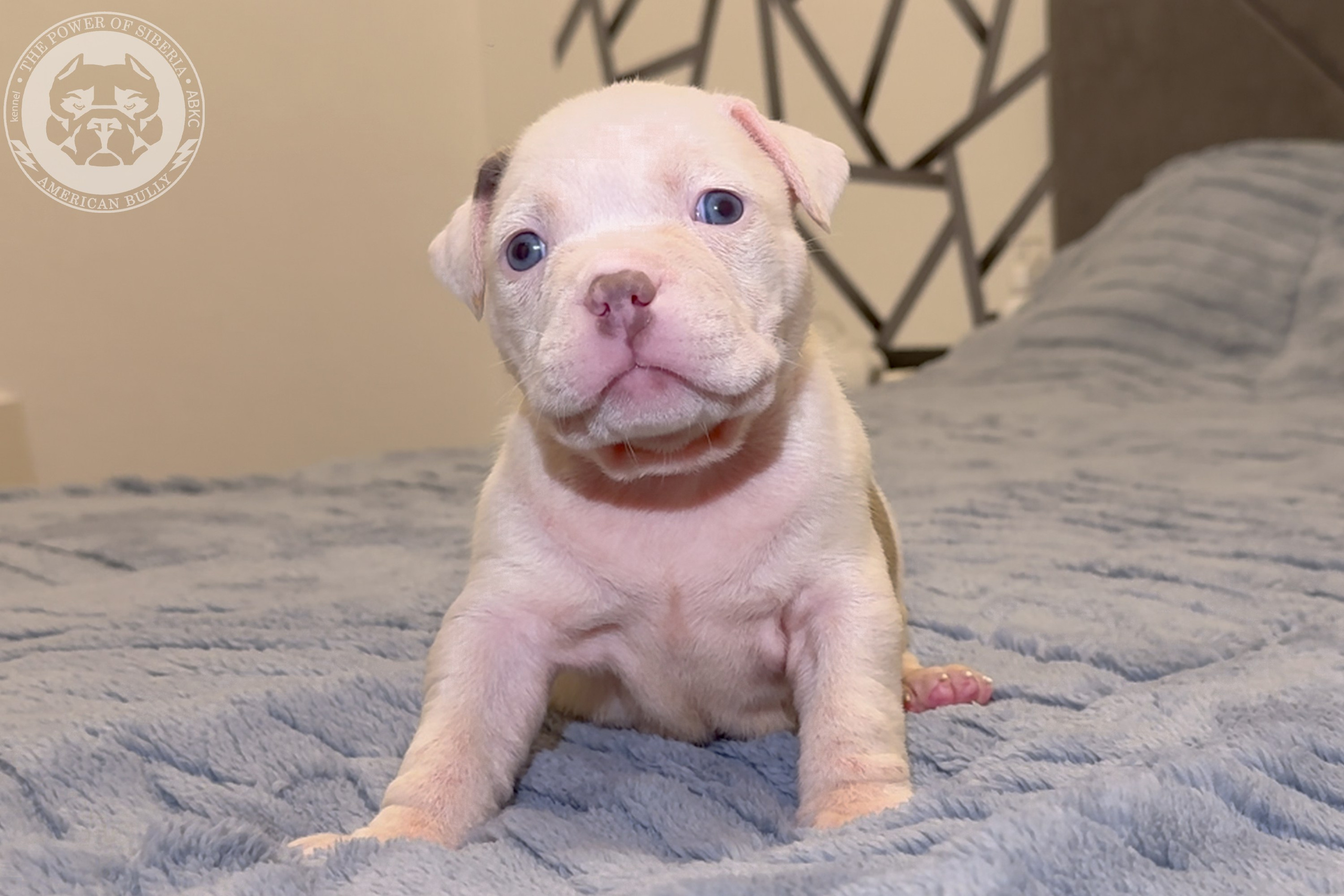 Свободные щенки Американский Булли стандарт и Свободные щенки Американский Булли классик. Американский Булли в г. Ростов-на-Дону. Питомник THE POWER OF SIBERIA