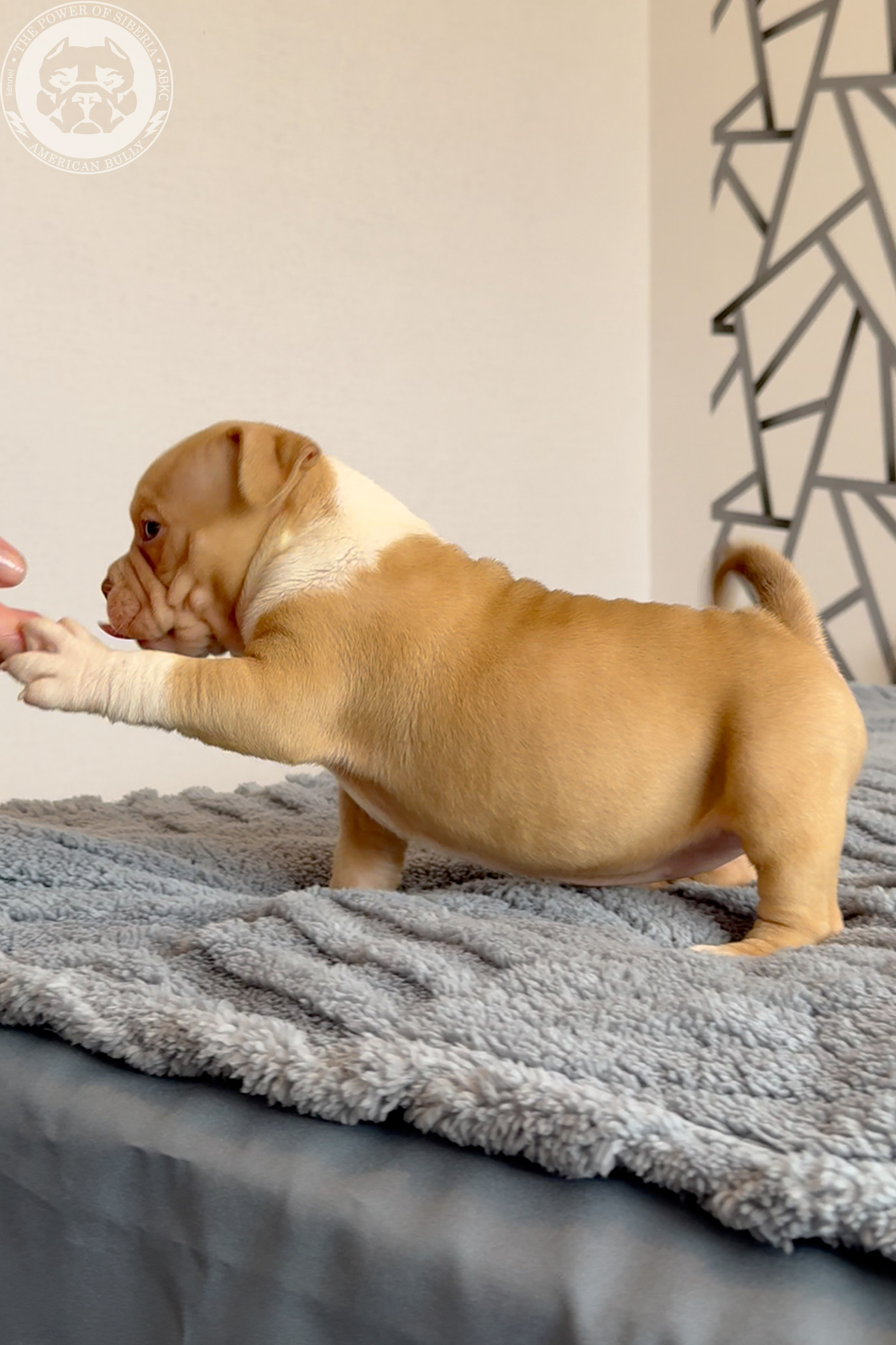 Свободные щенки Американский Булли, в типах покет, классик, стандарт. Американский Булли в г. Ростов-на-Дону. Питомник THE POWER OF SIBERIA
