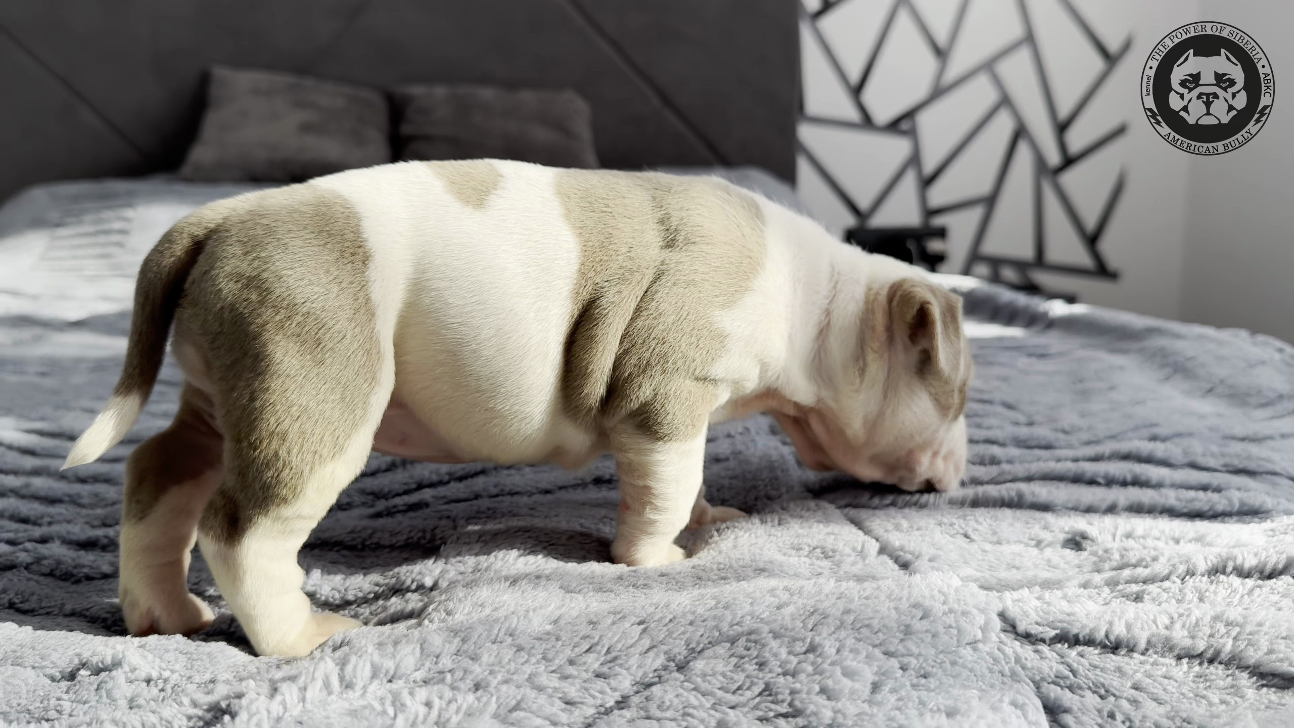 Свободные щенки Американский Булли стандарт и Свободные щенки Американский Булли классик. Американский Булли в г. Ростов-на-Дону. Питомник THE POWER OF SIBERIA