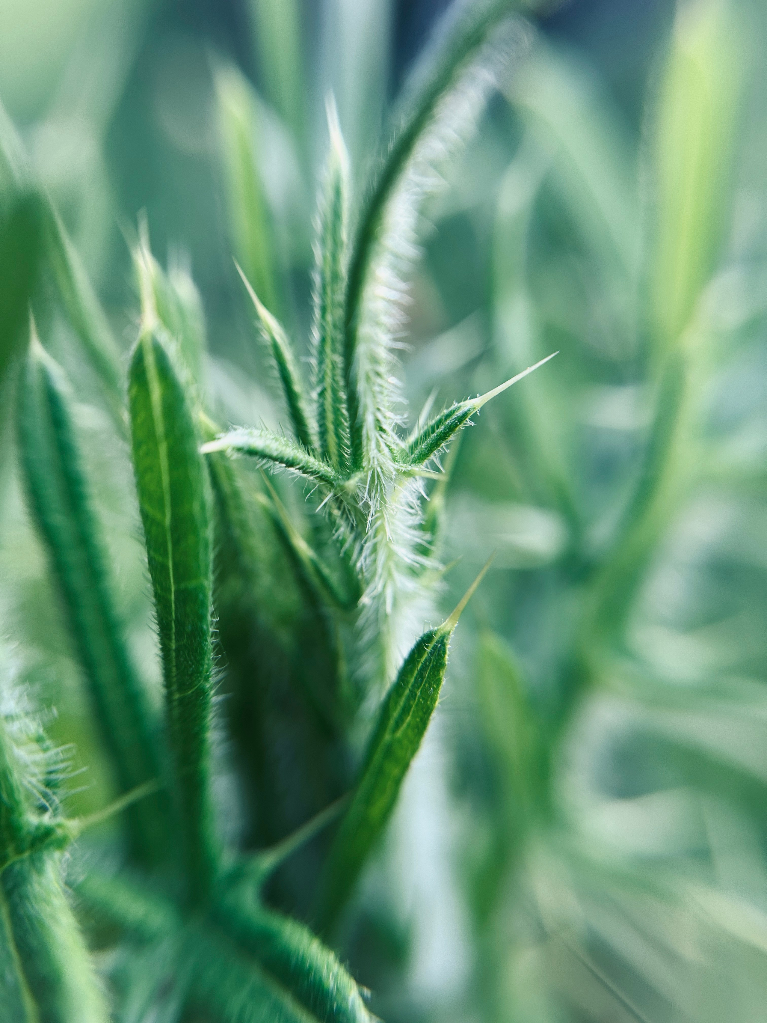 Макро любовь. Смотри, красота!