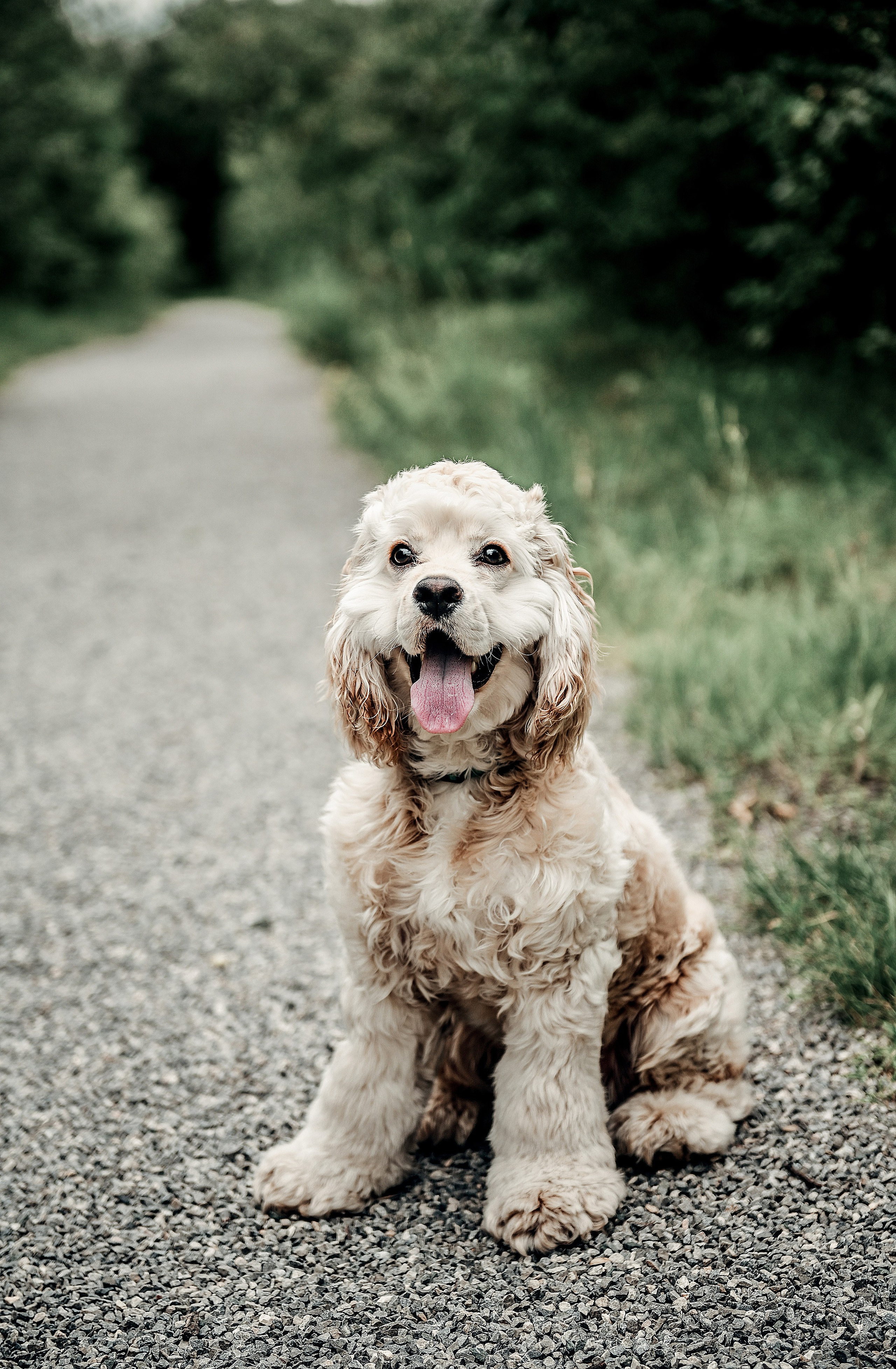 Love story прогулка вместе с песиком))). Свадебный, семейный, детский, контент фотограф в Омске Максим Ильин