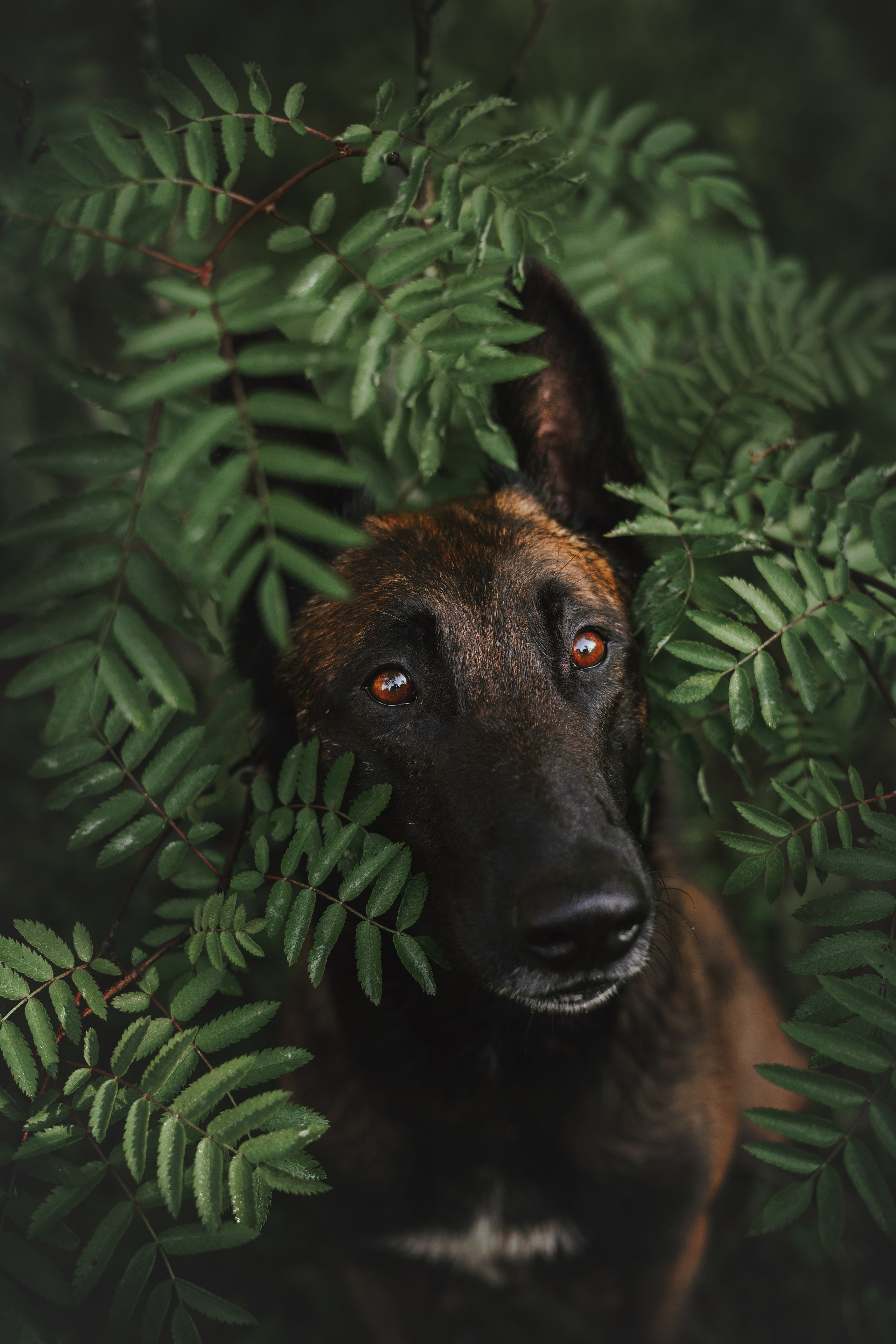 Раш. Фотограф анималист Осипчикова Мария