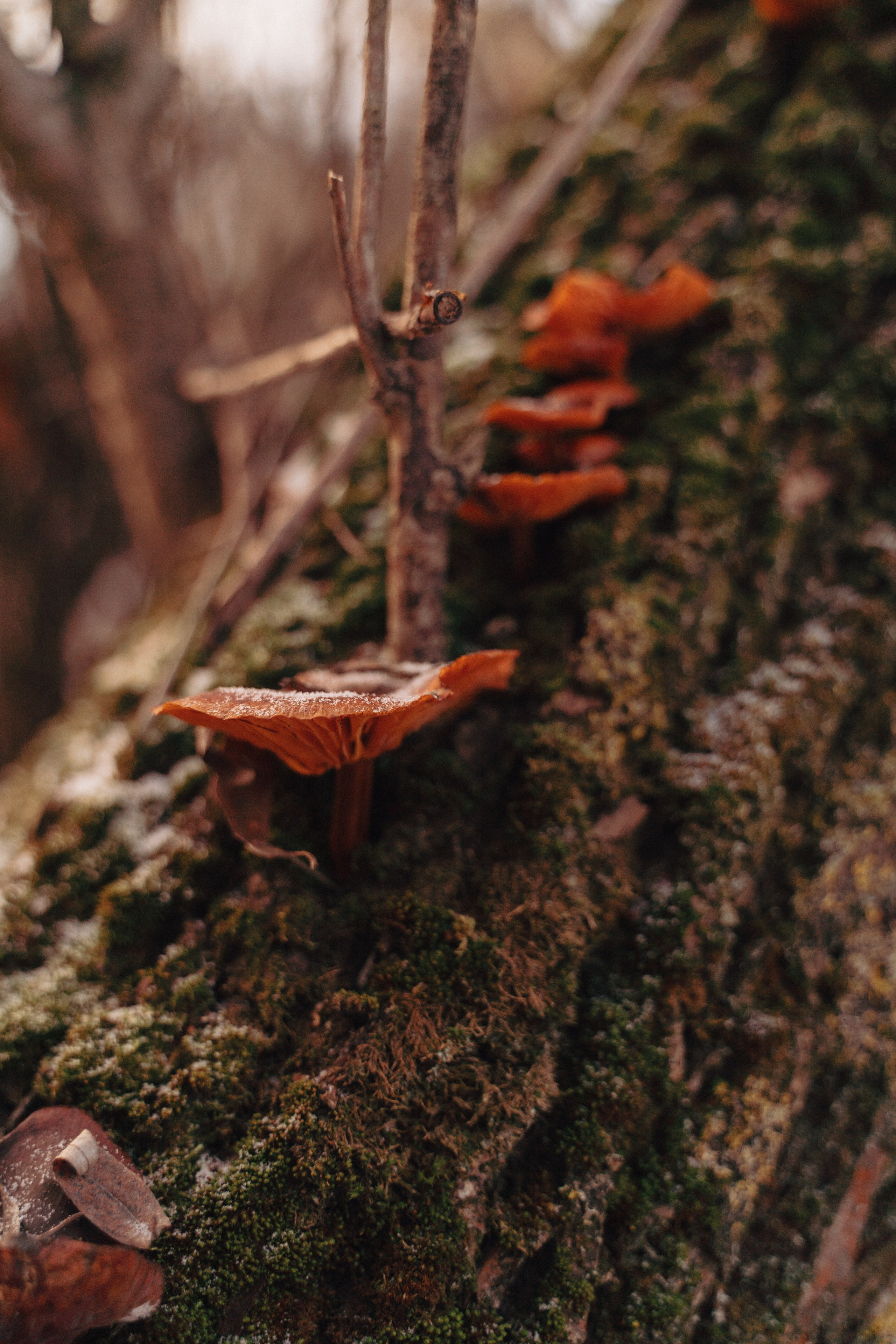 Есть только миг…. FotoTanya. Раменское/Жуковский/Бронницы