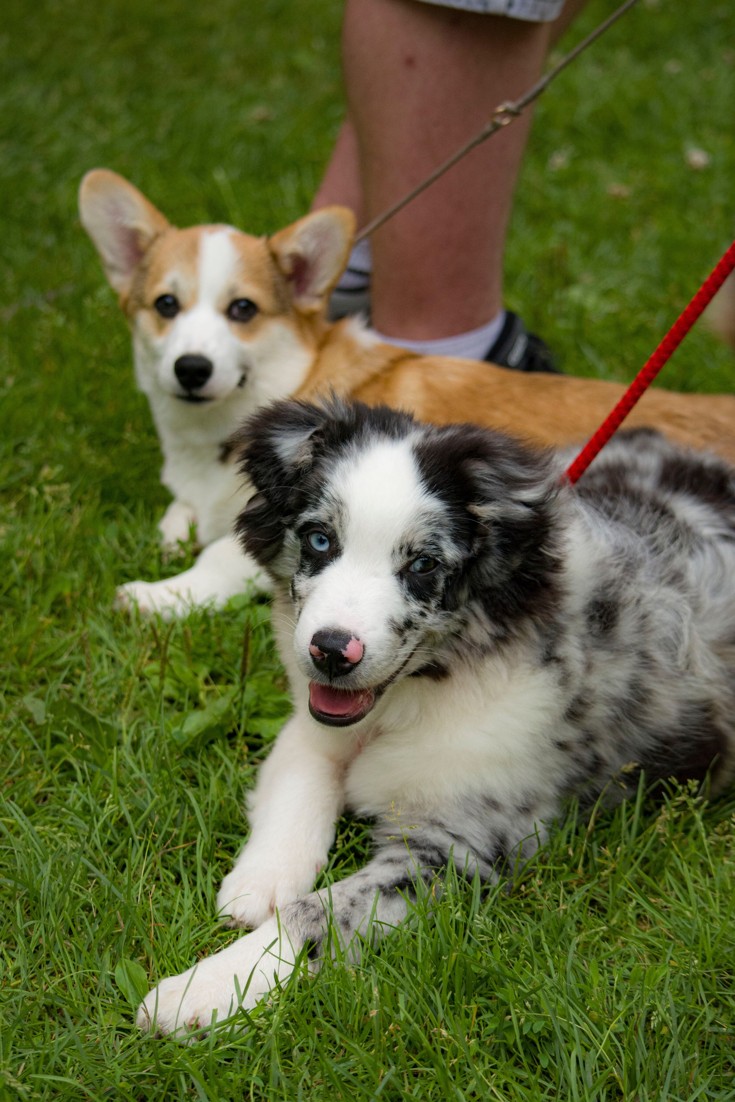 Animals. Фотограф Евгения Саботаж в г. Москва