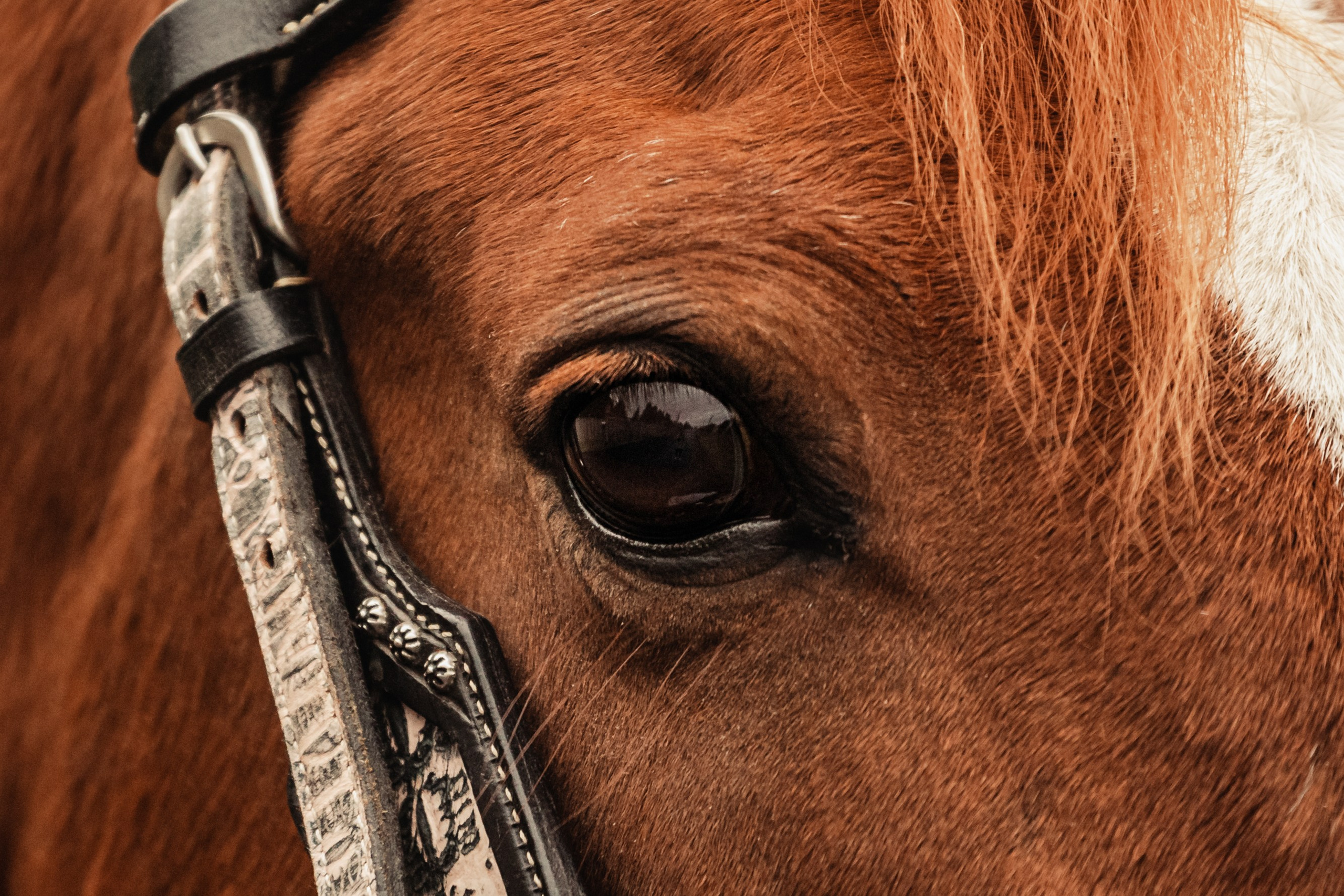 Лена и Рэджи. Фотограф-анималист Татьяна Степанова