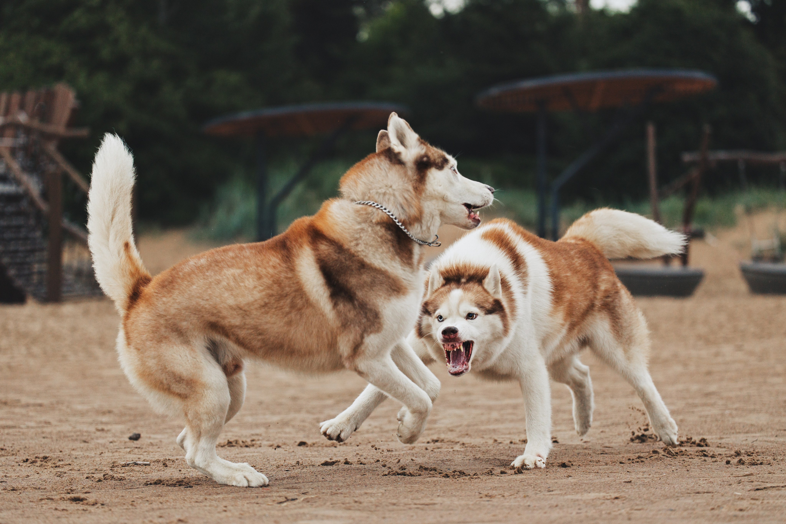 Фотопрогулки. Фотограф для людей и их питомцев Вика Шальнева