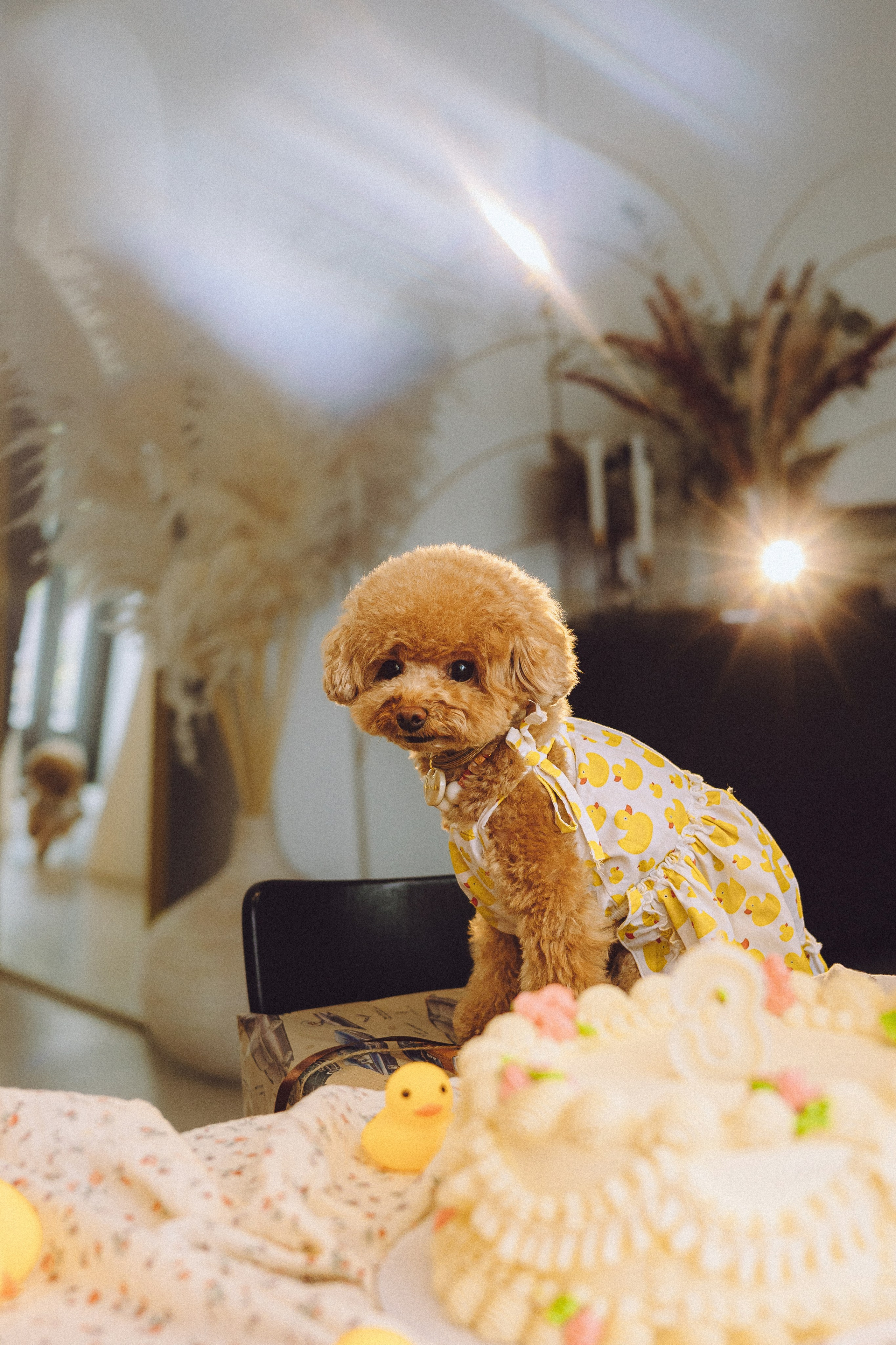 День Рождения пуделя Глаши