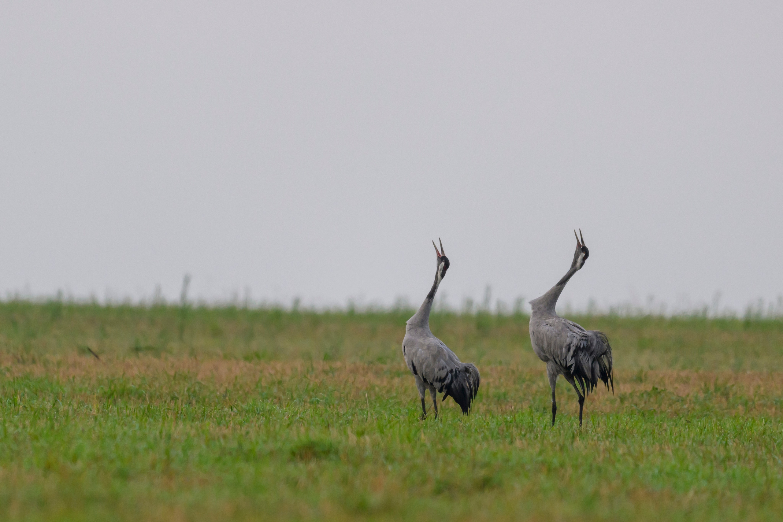 Журавли и большой подорлик. Cranes and Greater spotted eagle. Фотограф Сергей Пупонин