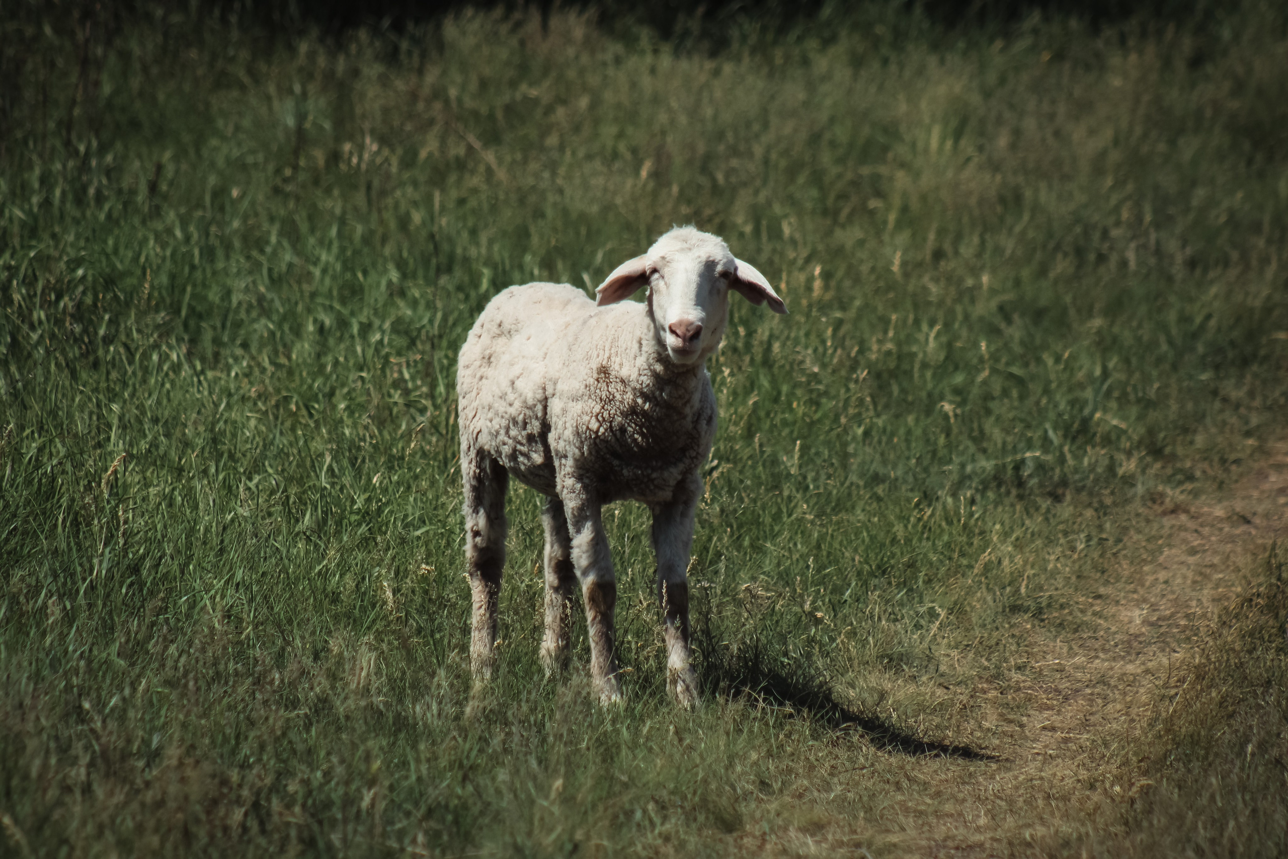 Маёвка. Илья Чемис — Фотограф в Мариуполе