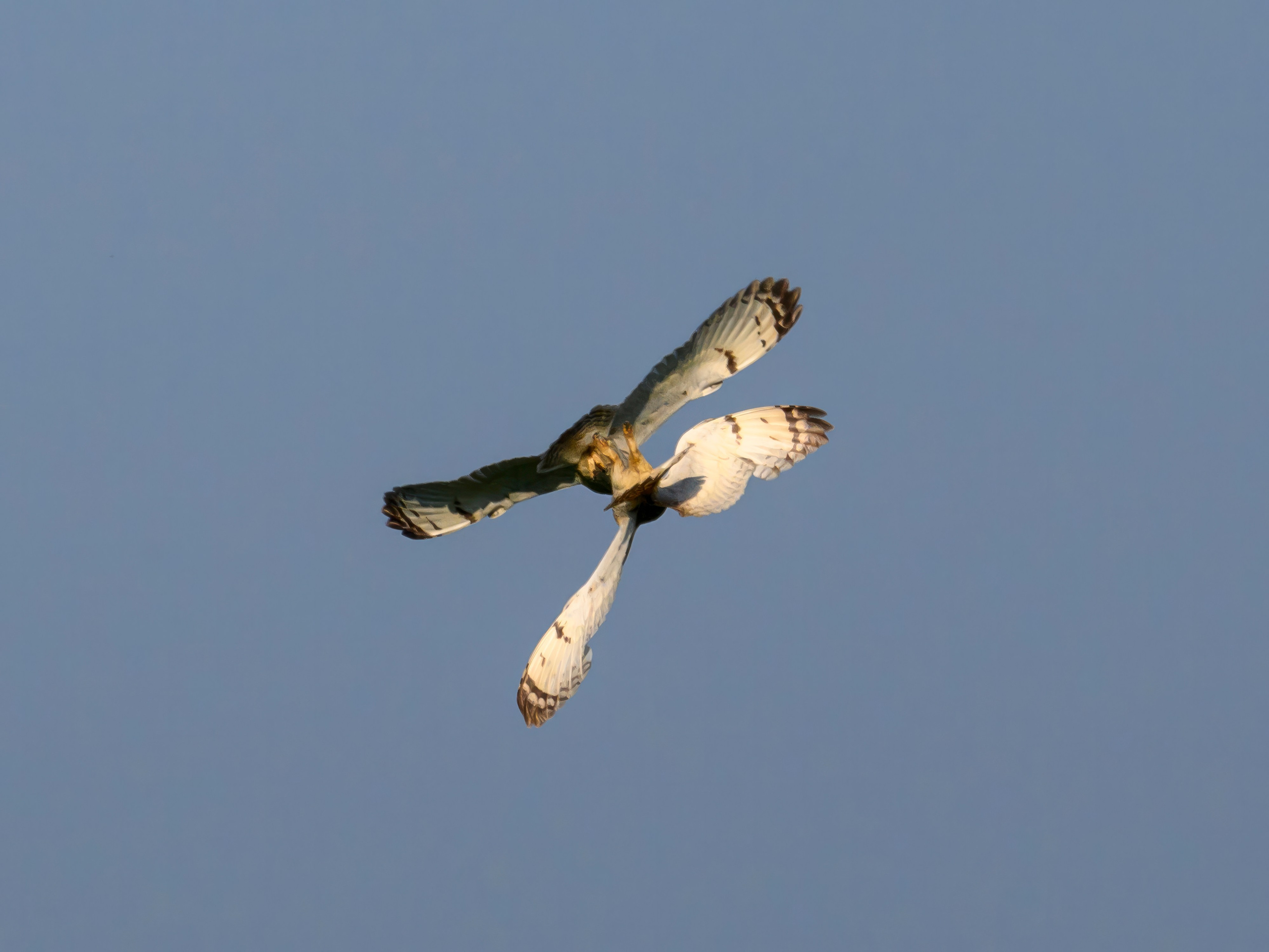 Совы делят территорию. Фотограф Сергей Пупонин