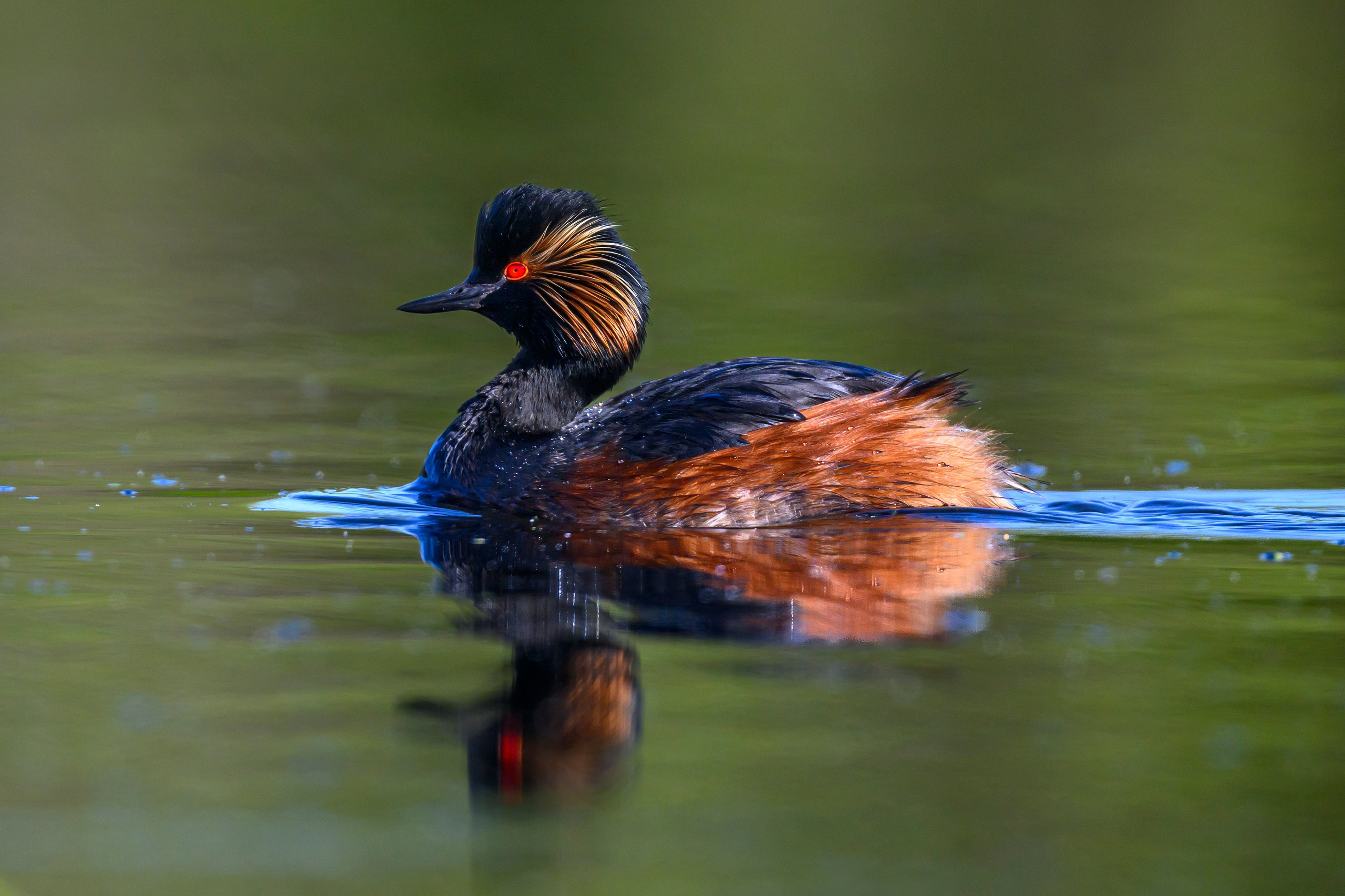 Поганка, широконоска, черки, нырки. Wildlife photography by Sergey Puponin
