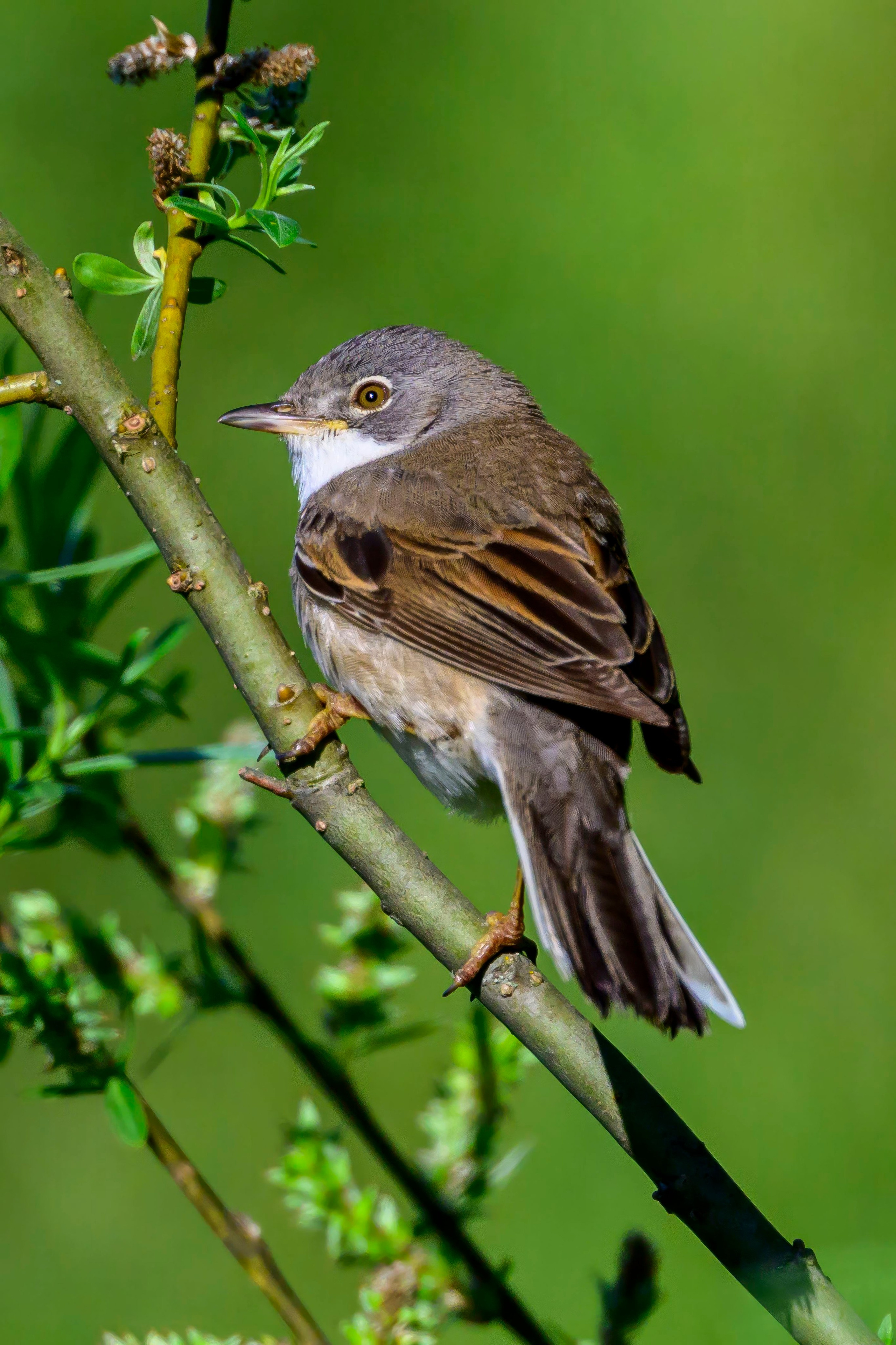 Дмитров. Фотограф Сергей Пупонин