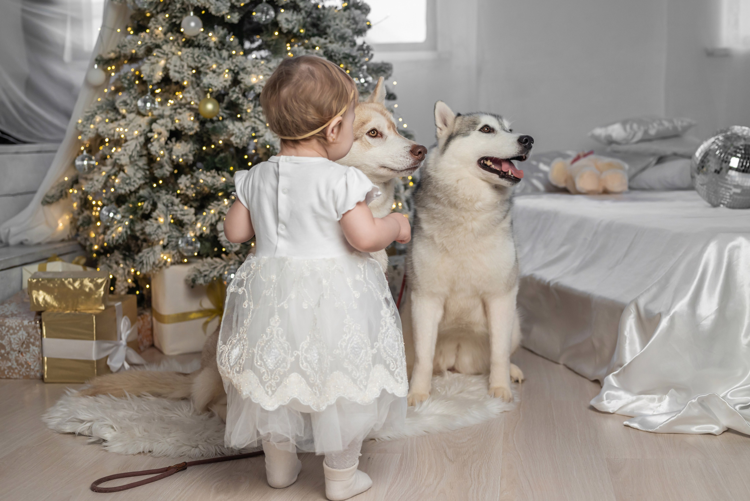 Фотопроект с хаски. Фотограф в городе Салават