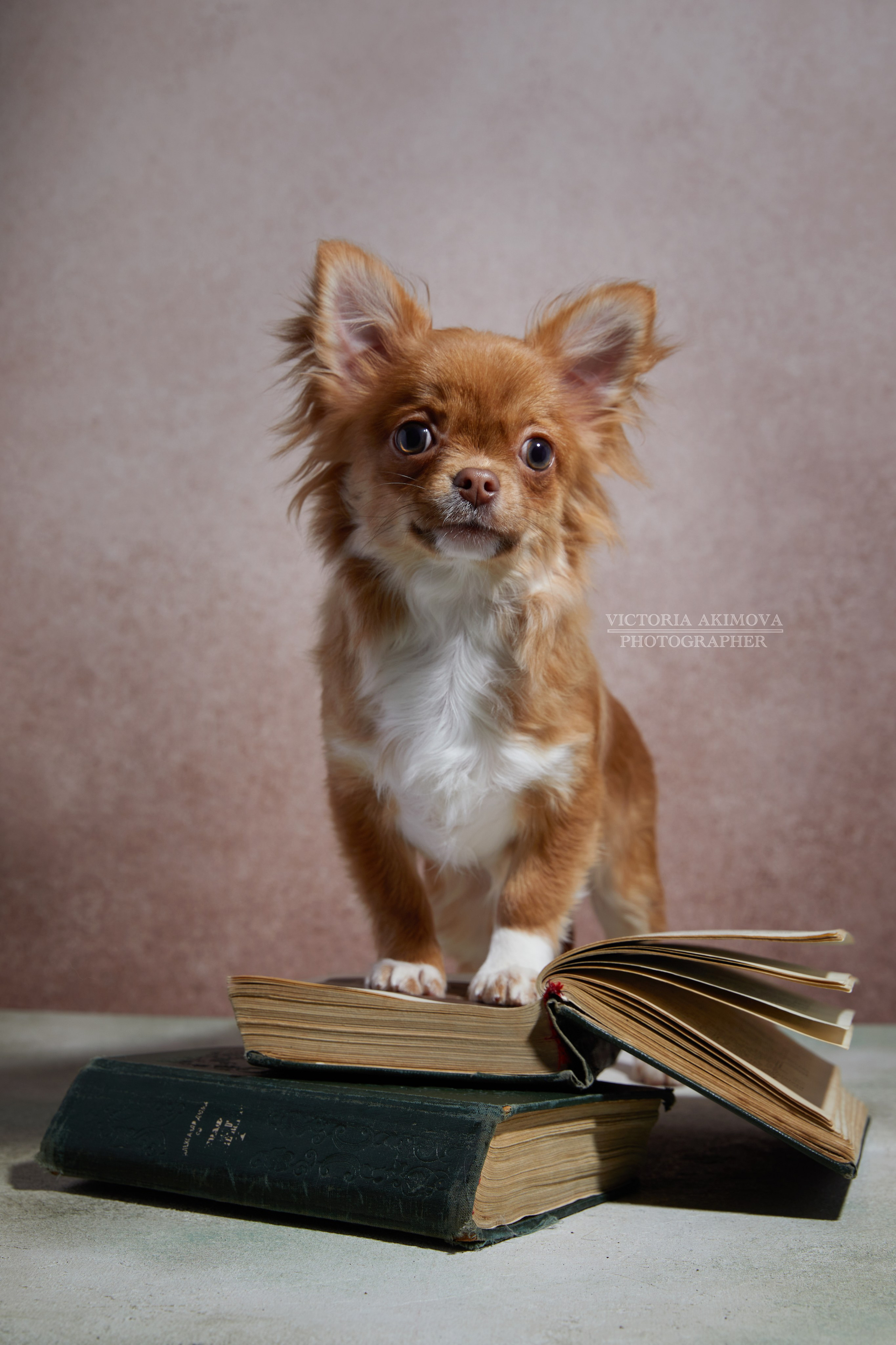 ЛЮБИМЦЫ. ФОТОГРАФ И РЕТУШЕР В МОСКВЕ ВИКТОРИЯ АКИМОВА