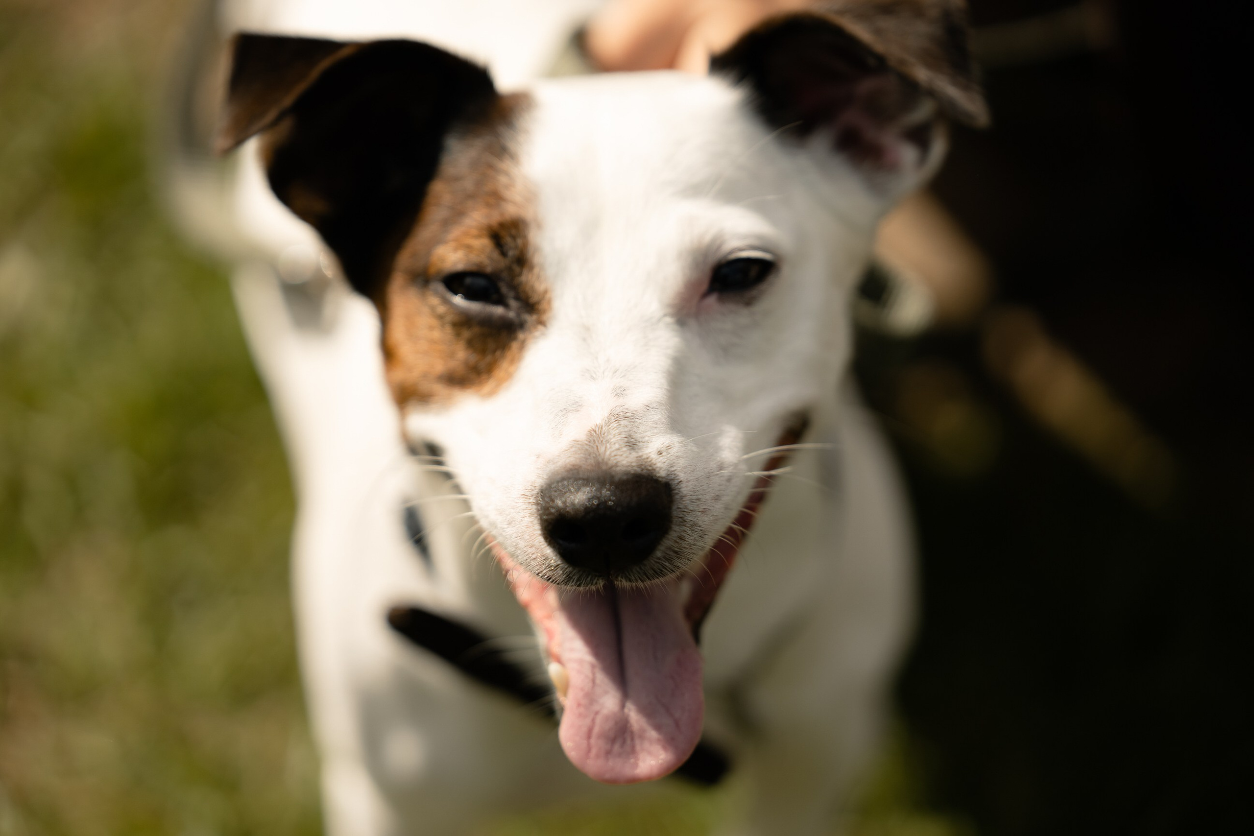 Софья & Виктор. Yura Rush Свадебный фотограф Тюмень