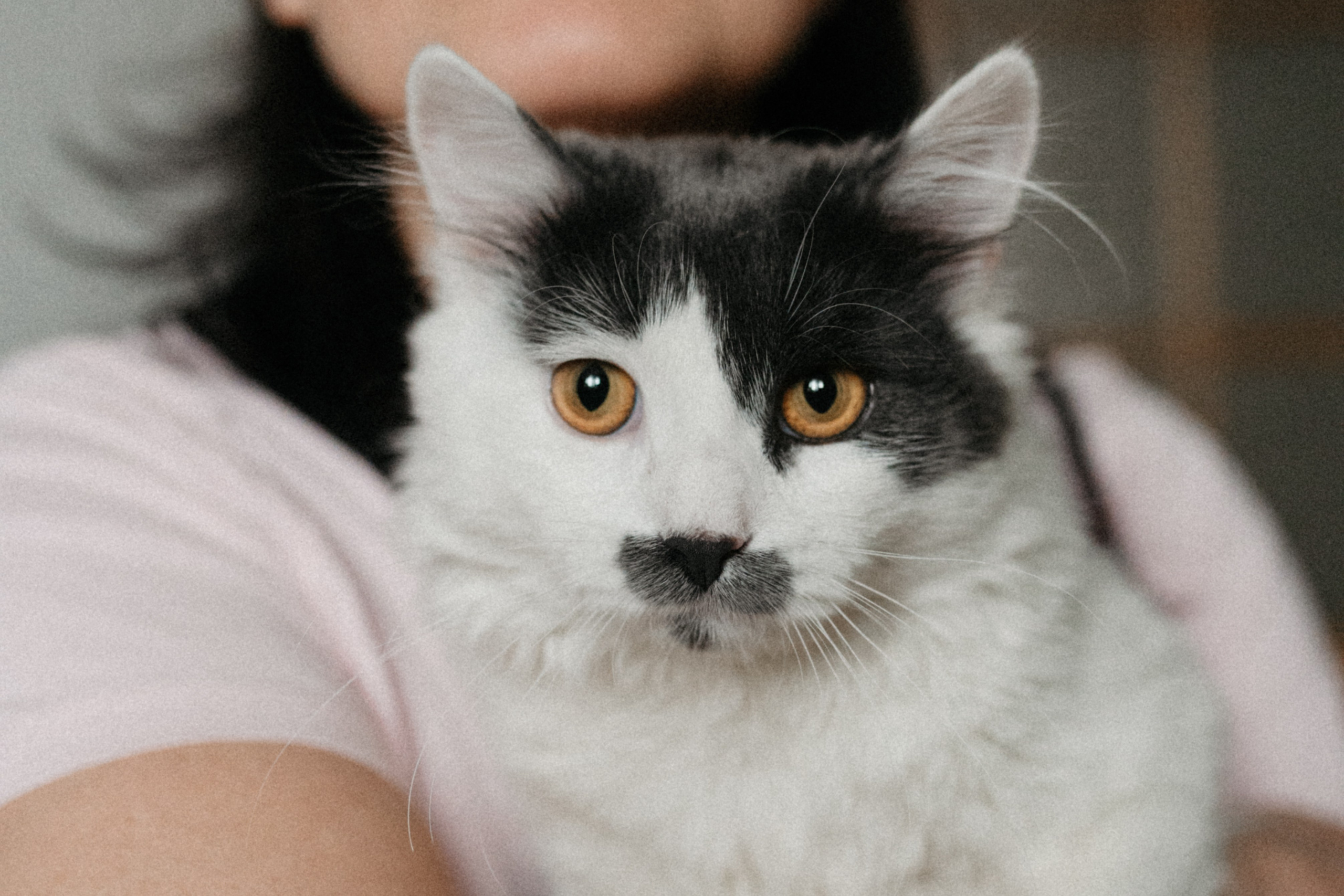 Оля и её меховая банда. Фотограф анималист в Москве Ольга Агушева