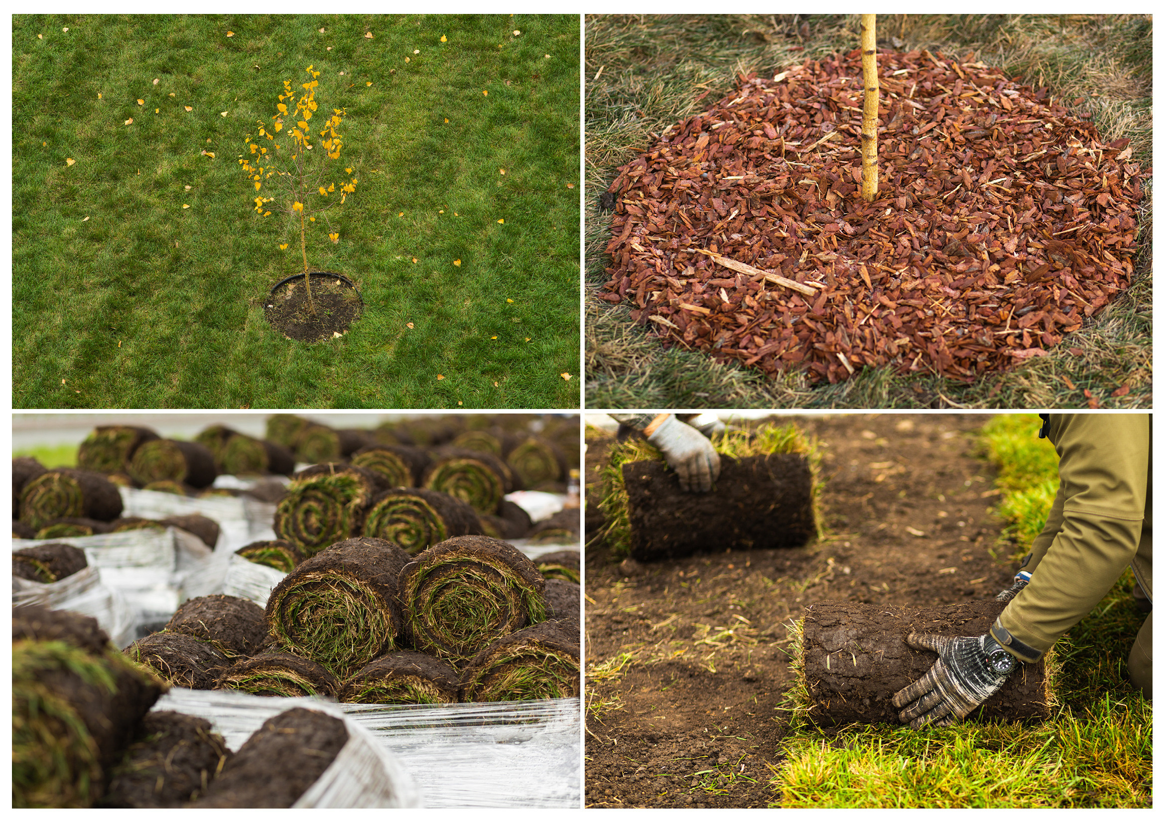 ДК Древо. Южный город. Свадебный и семейный фотограф в Самаре Толя Саркан